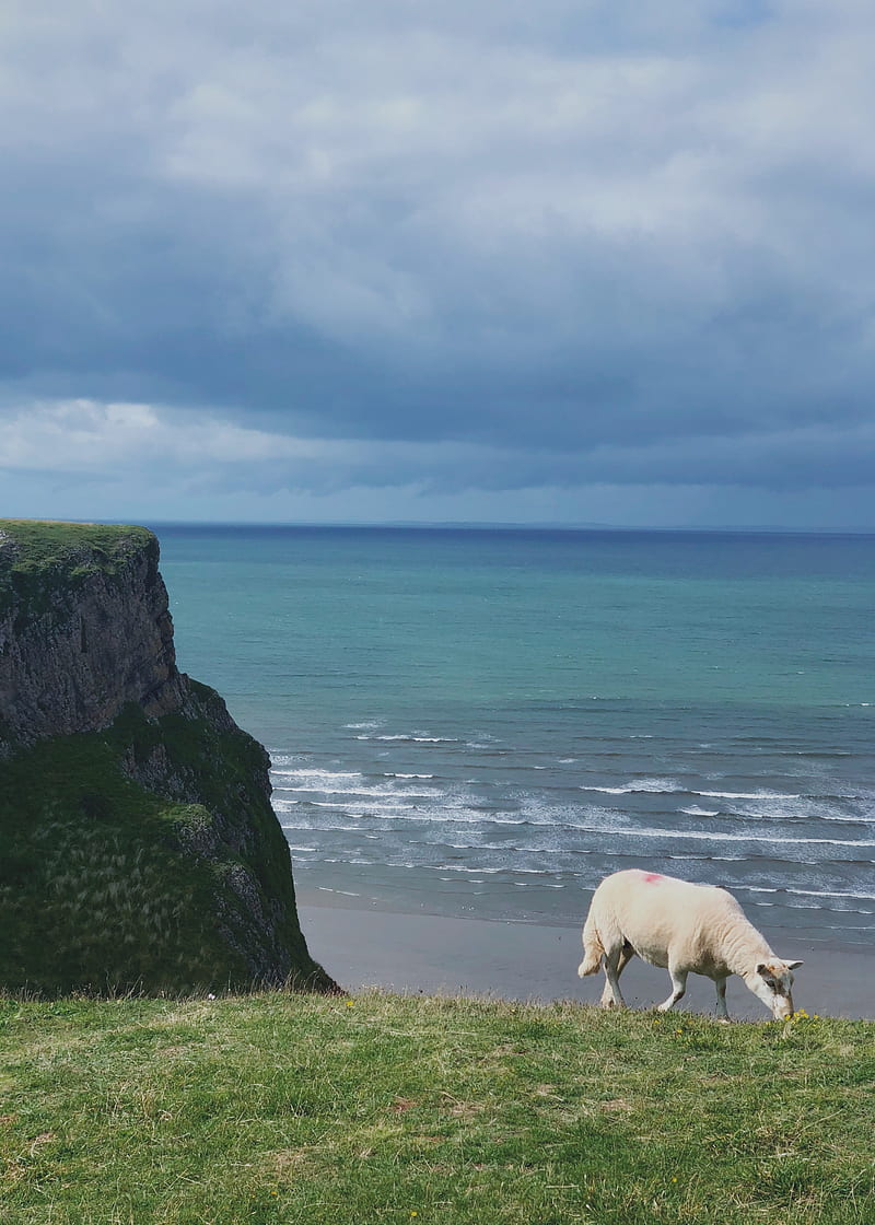 800x1120 HD sheep by the sea wallpaper
