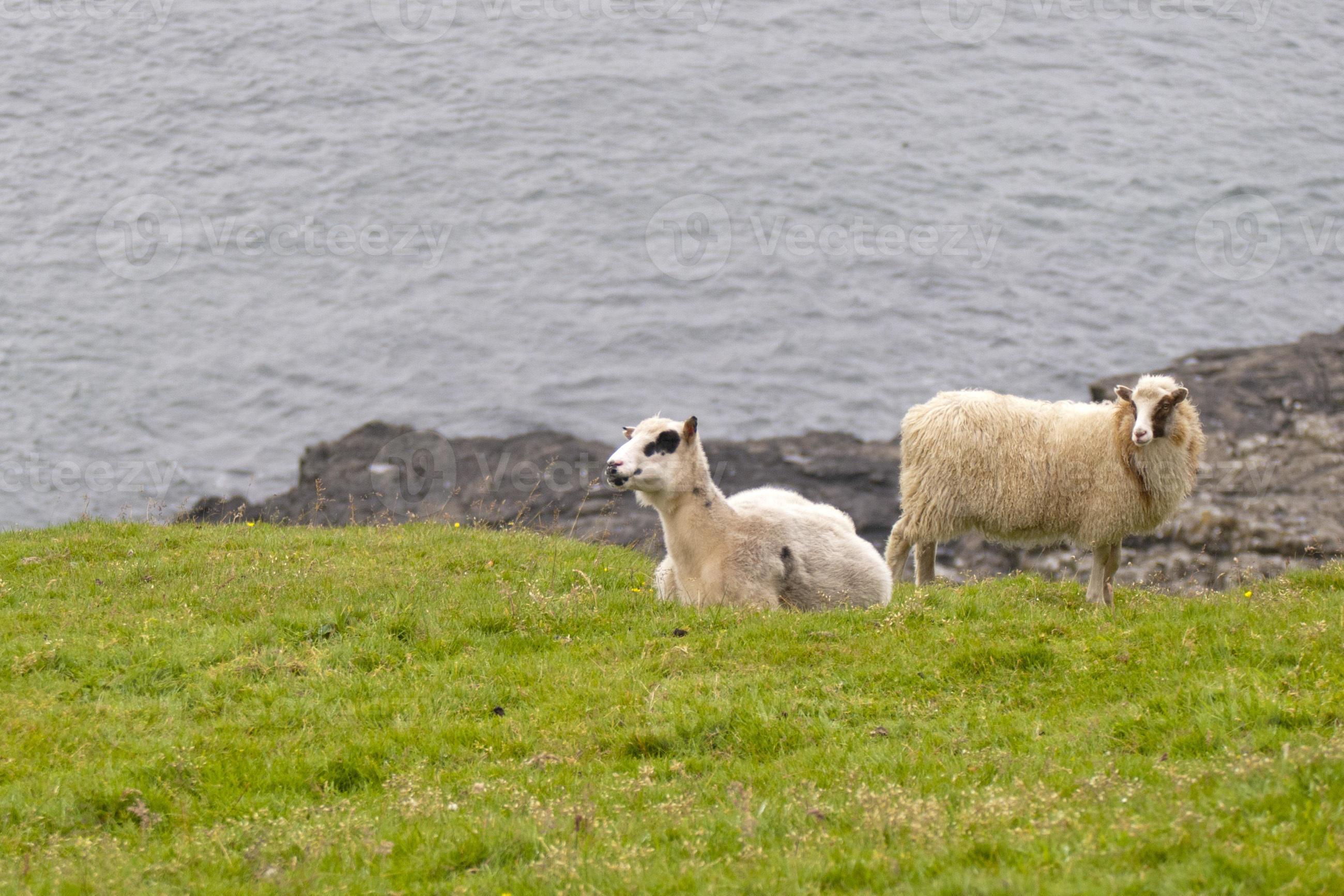 2600x1734 Two sheep ram on the blue sea and grass background