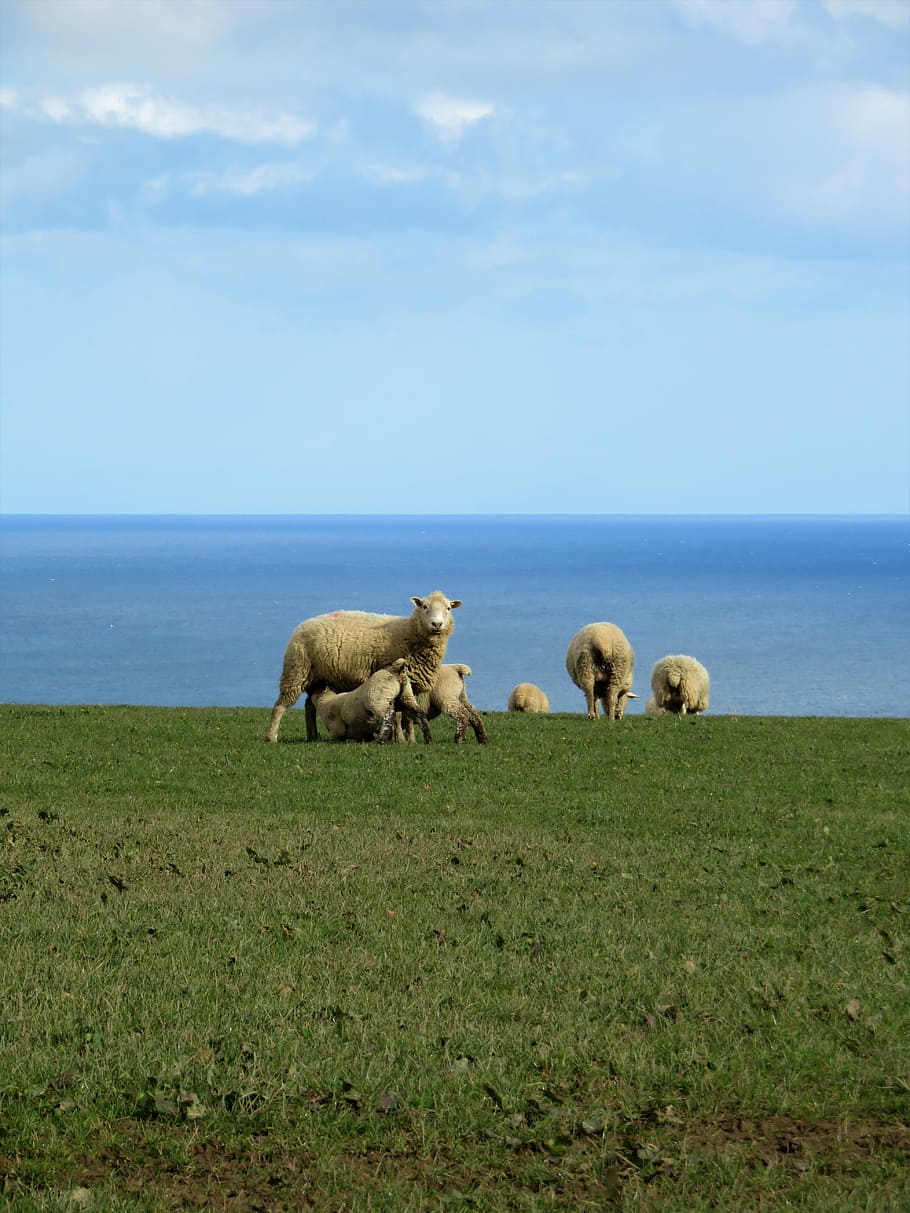 910x1213 HD wallpaper: cornwall, england, sea, nature, grass, sky, landscape, sheep