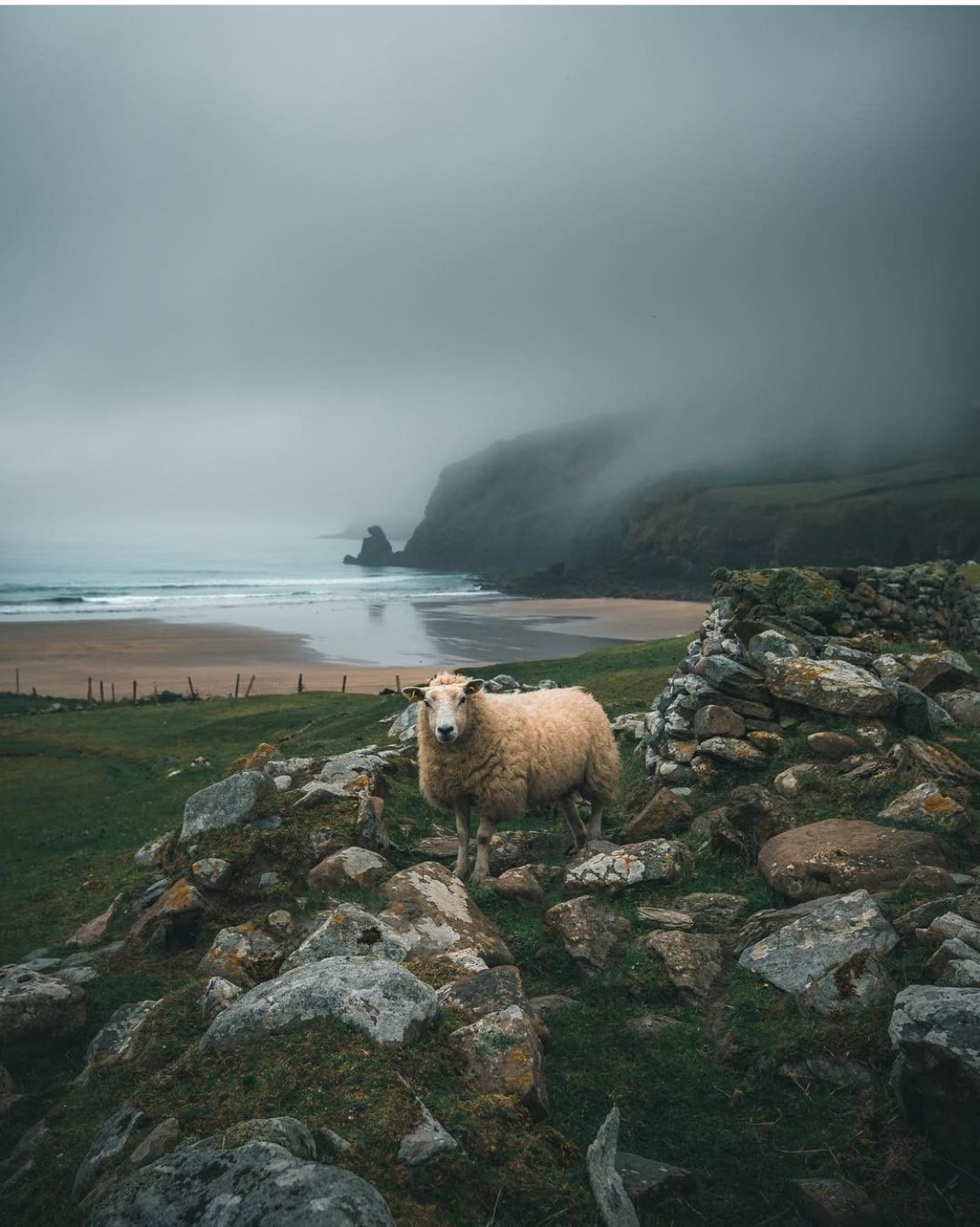 1125x1408 Coastal Sheep Photography