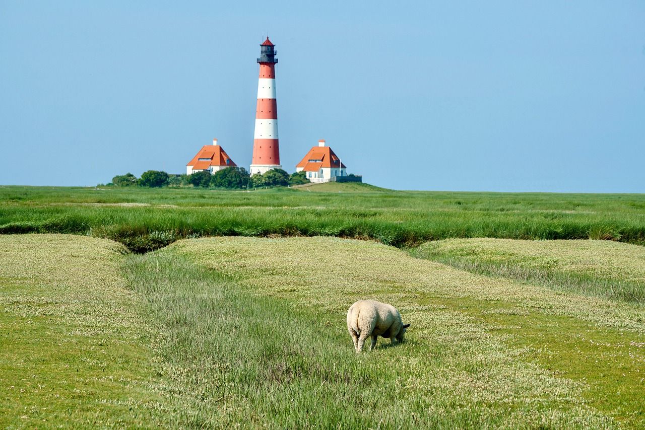 1280x854 Free Sea Sheep & Sheep Image