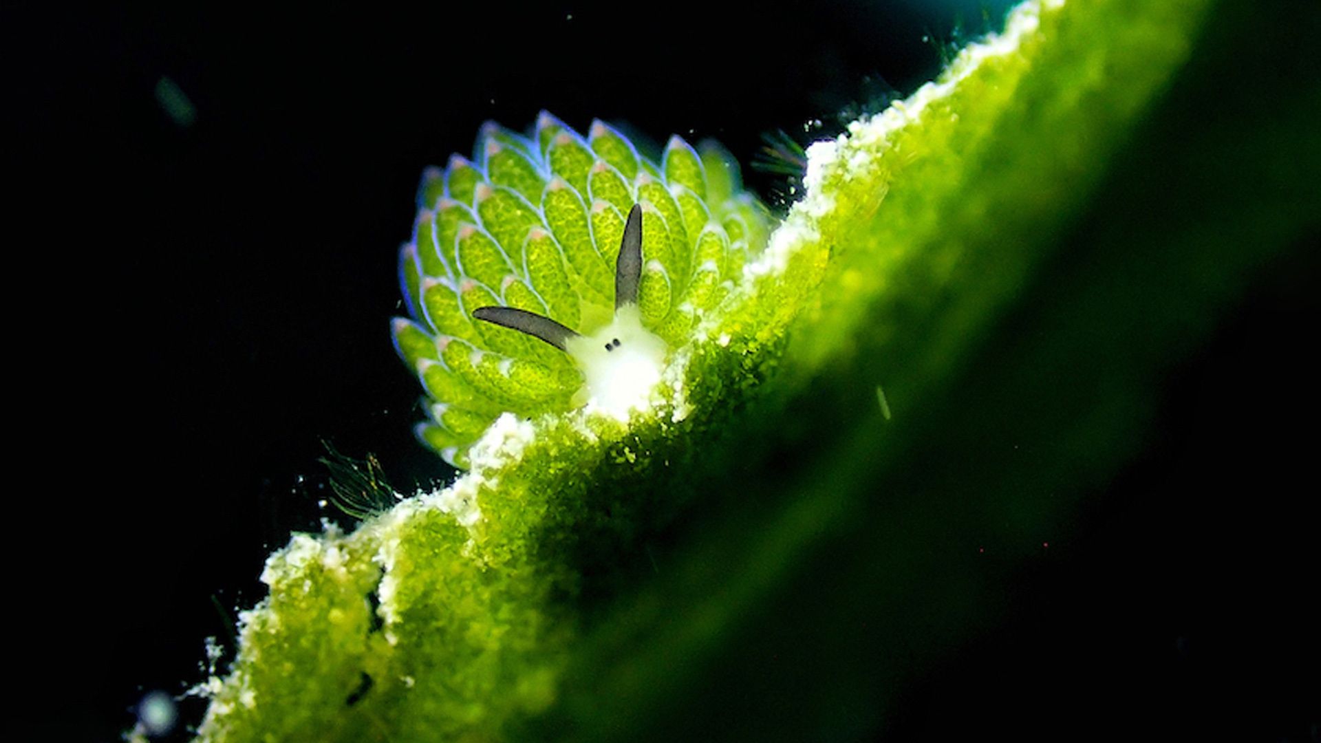 1920x1080 Muck diving critter list