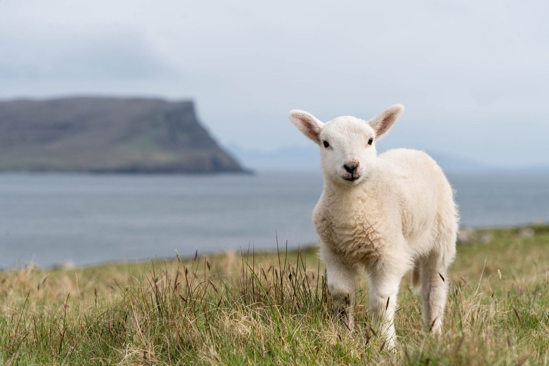 1920x1281 Download Lamb Animal Sheep HD Wallpaperx1334