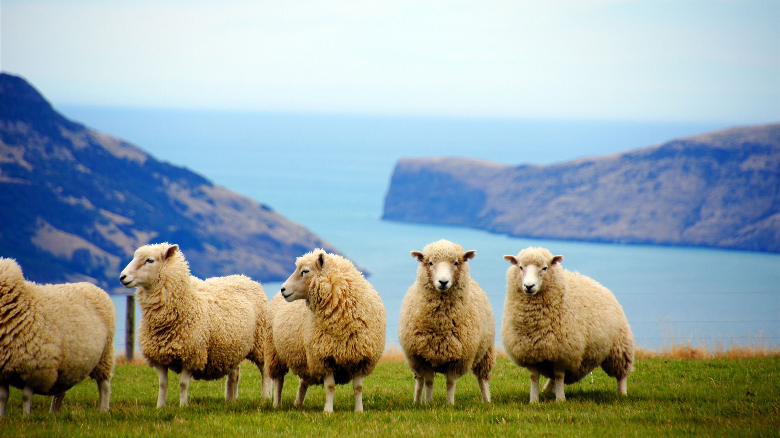 2560x1440 New Zealand coast cute sheep animal photo
