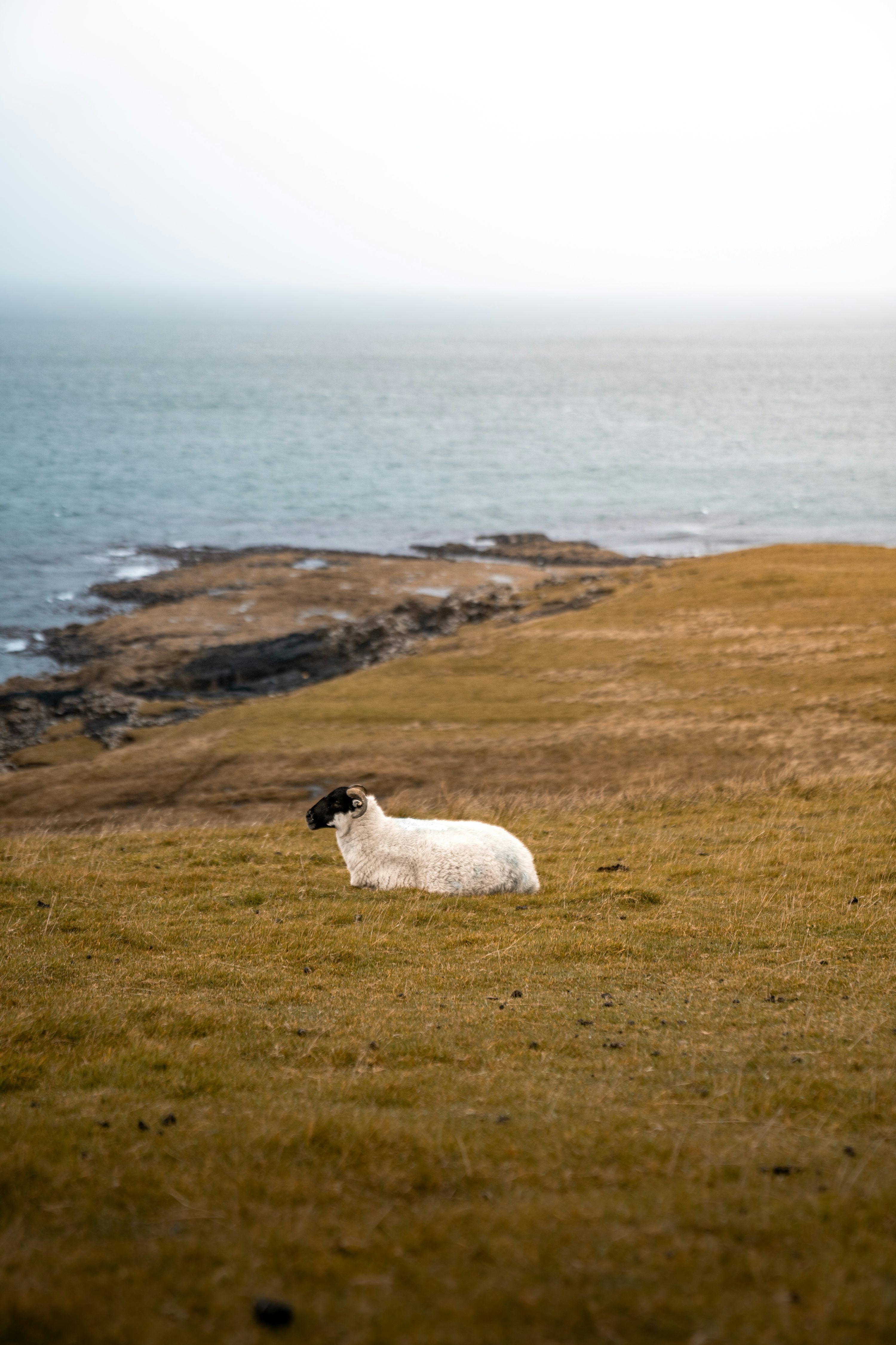 3000x4500 Sheep grazing on a grassy cliff overlooking the ocean