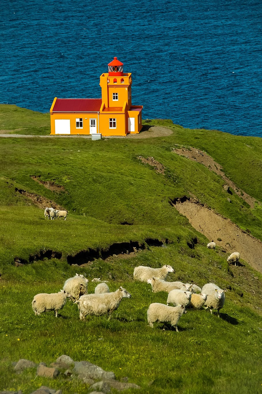 910x1369 Icelandic sheep 1080P, 2K, 4K, 5K HD wallpaper free download