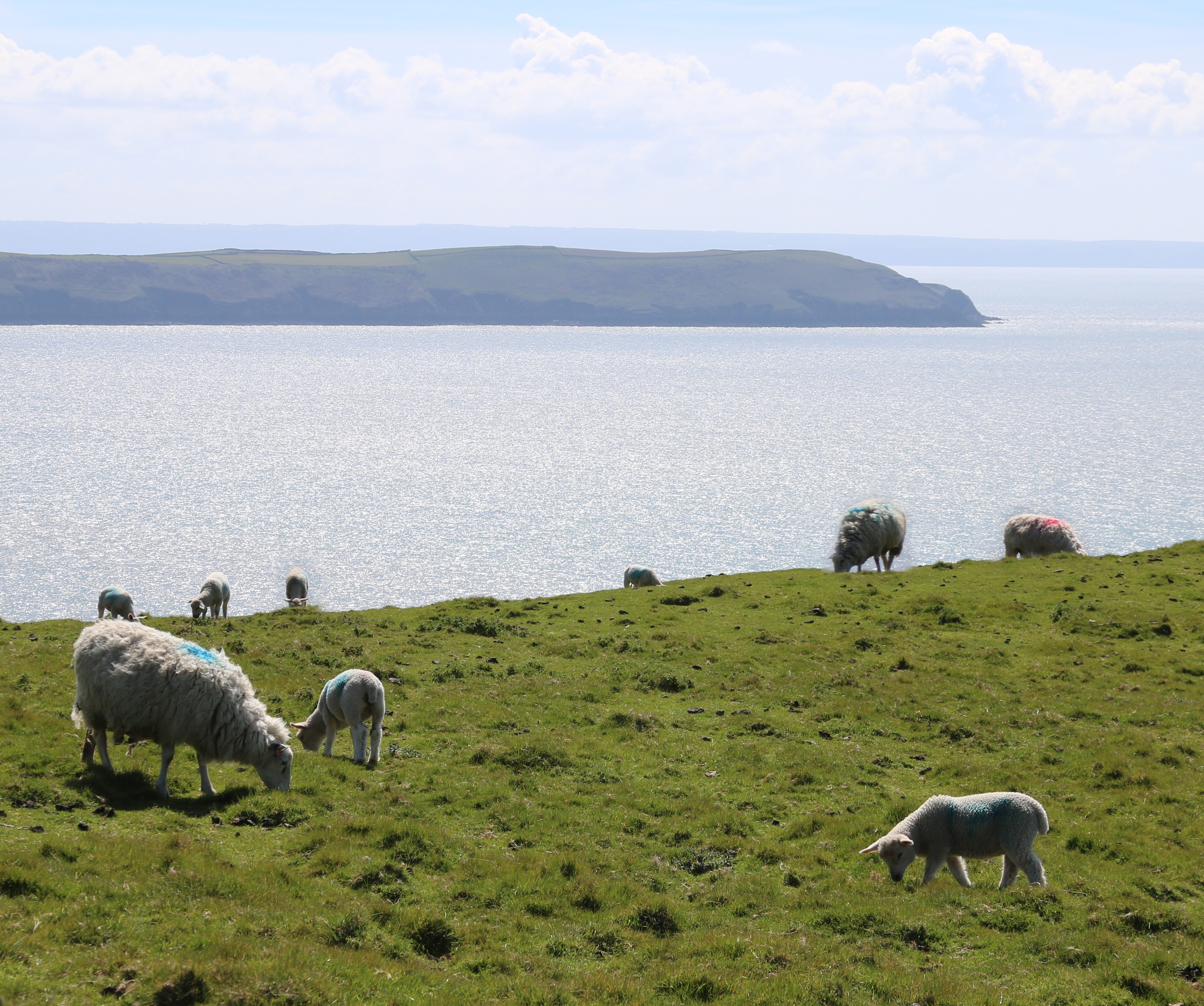 3758x3142 sheep on green grass field free image