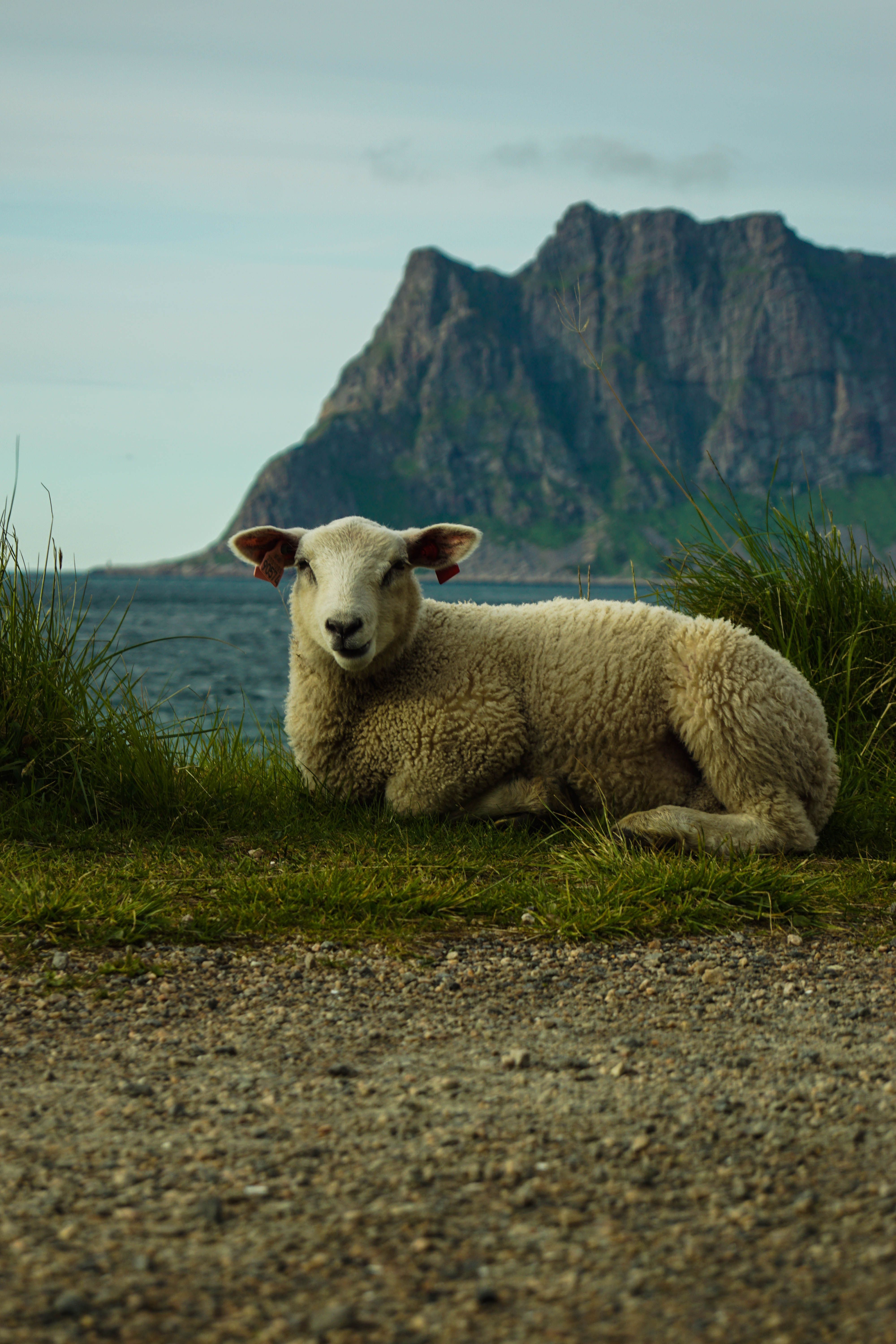 4000x6000 A Sheep Sitting on Grass · Free