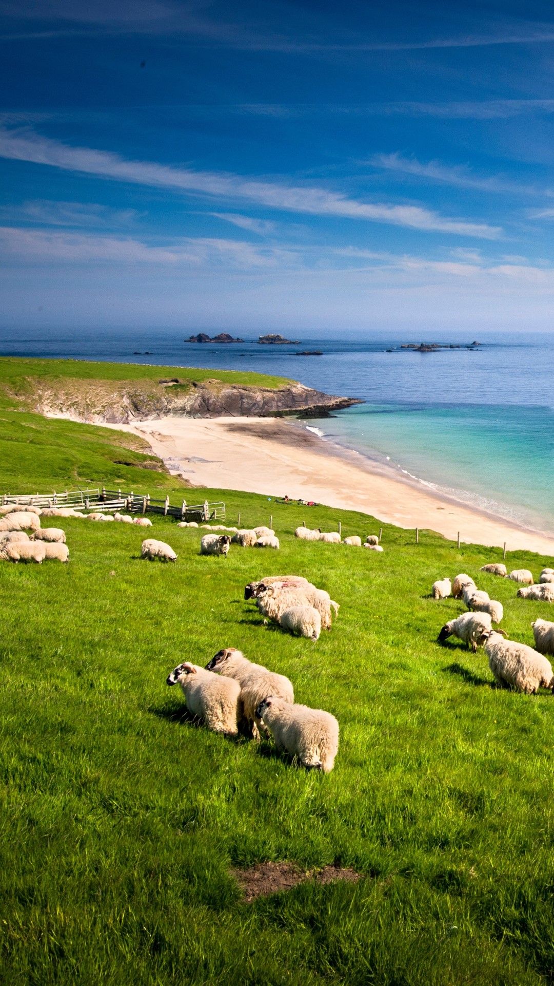 1080x1920 Sheep grazing on hillside, Blasket islands, County Kerry, Ireland. Windows Spotlight Image