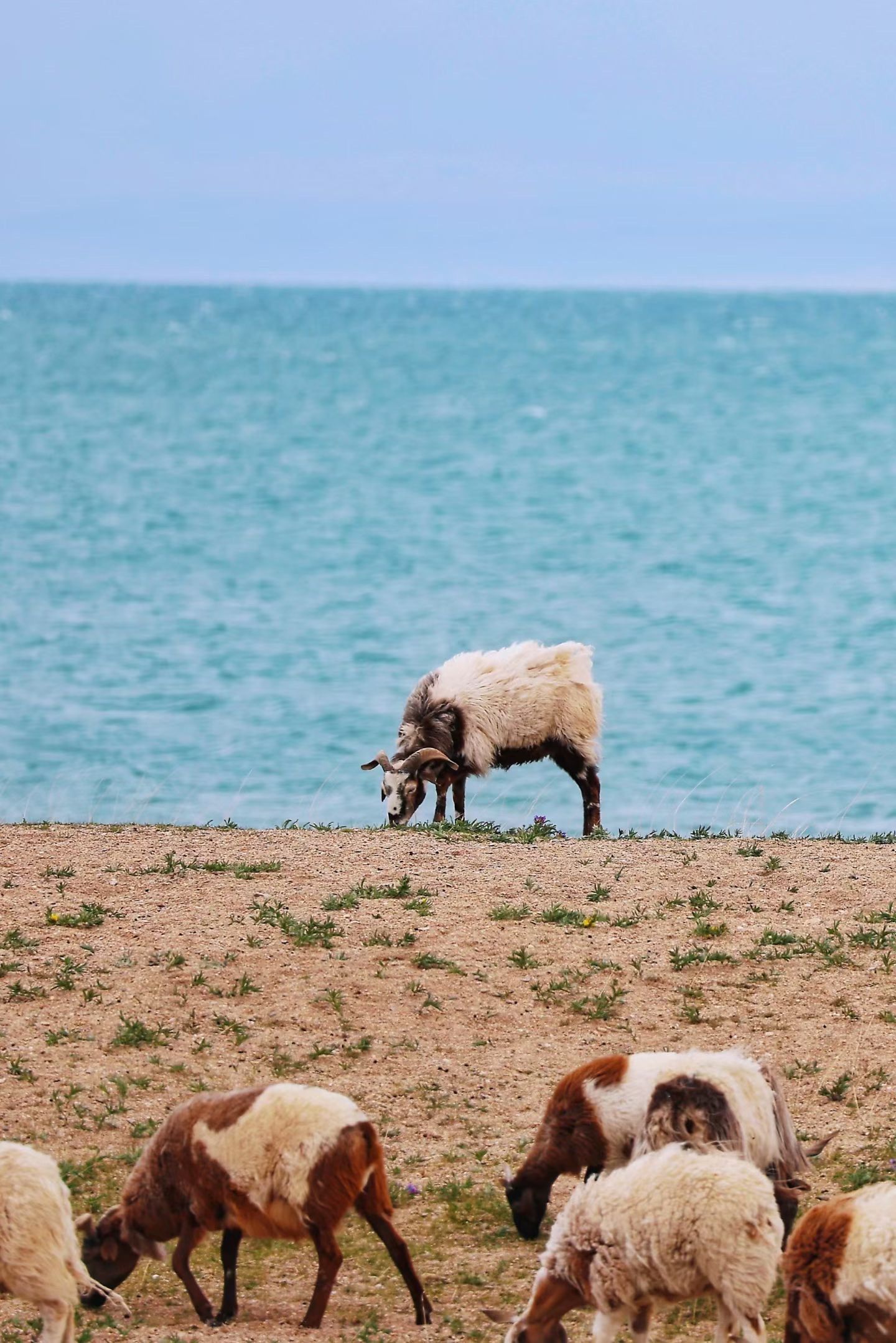1440x2157 The Qinghai Tibet Plateau Also Has Its Own Hainan, With Azure Seas And Silver Sands That Rival Any Ocean View. Trip.com Gonghe