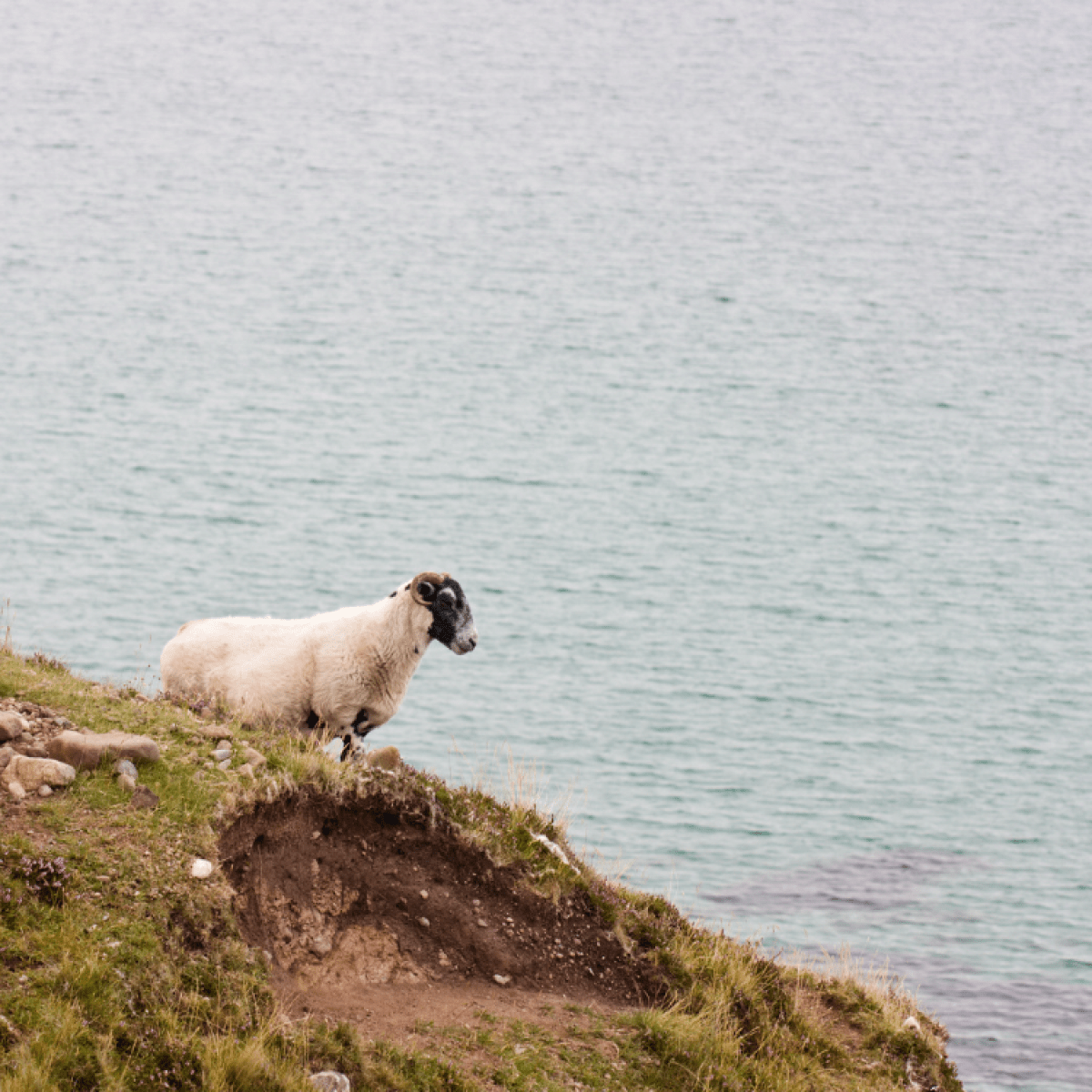 1200x1200 Fiona, the 'world's loneliest sheep, saved