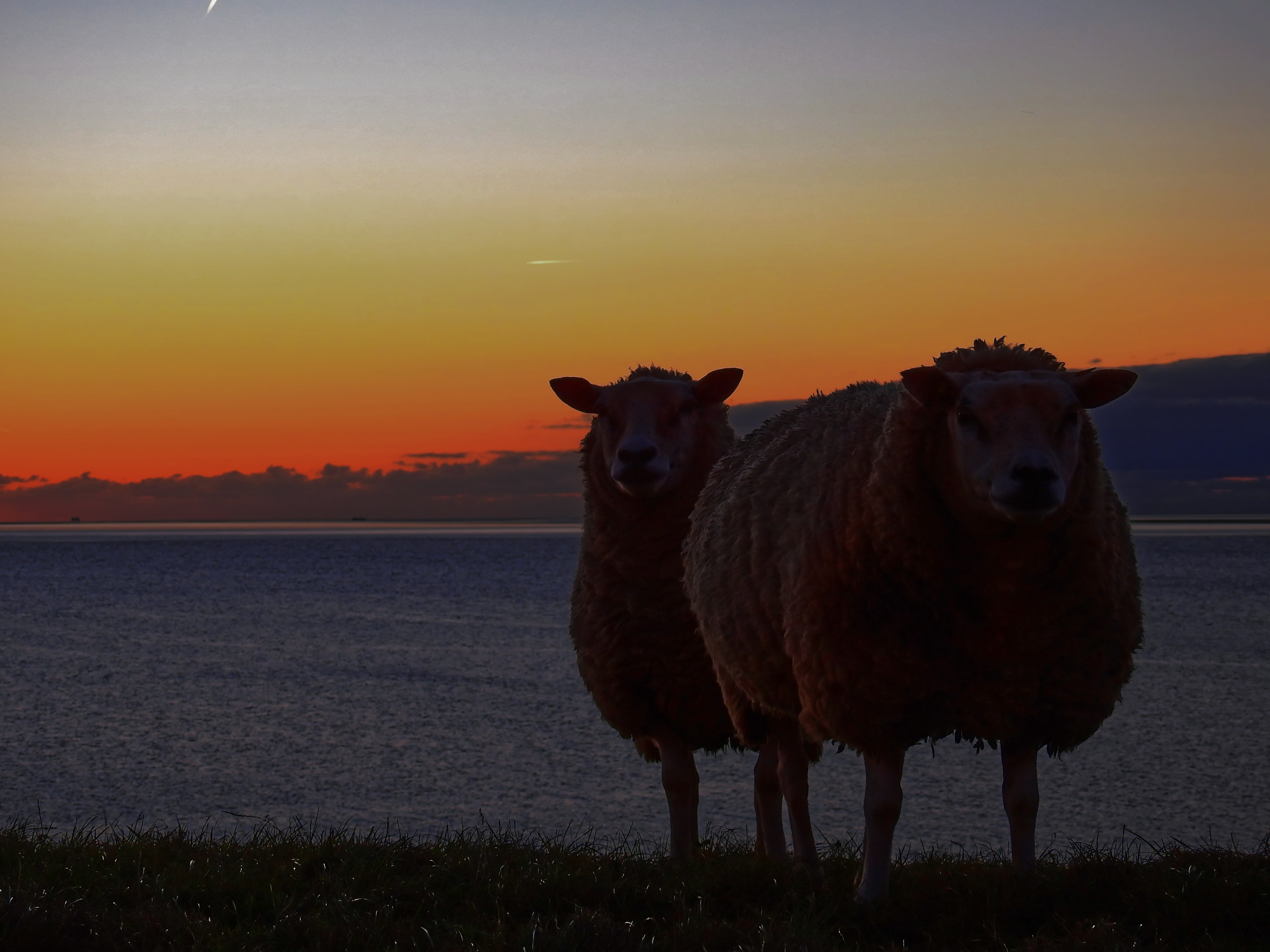 4608x3456 two sheeps free image