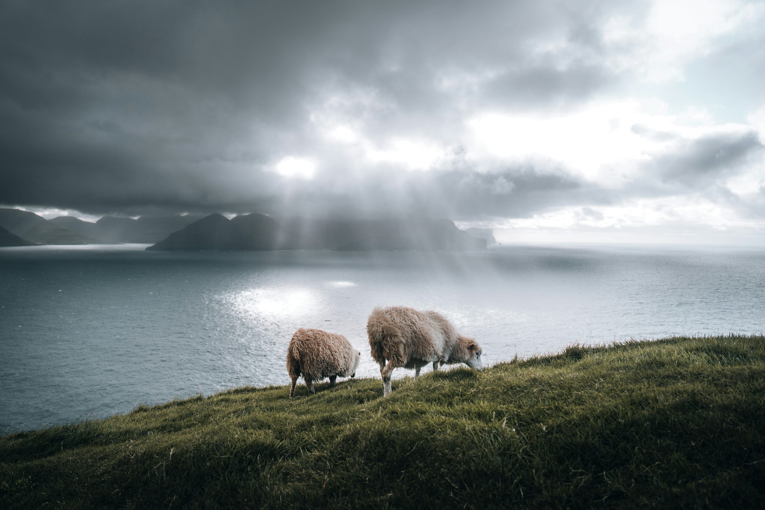 3000x2001 A couple of sheep standing on top of a lush green hillside