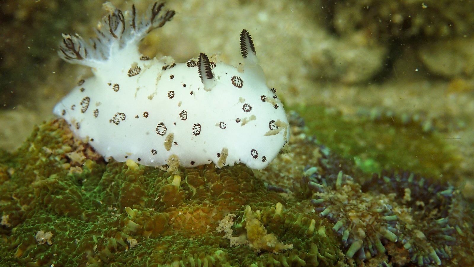 1600x900 Sea Bunnies Are One Of The Cutest Creatures In The Ocean
