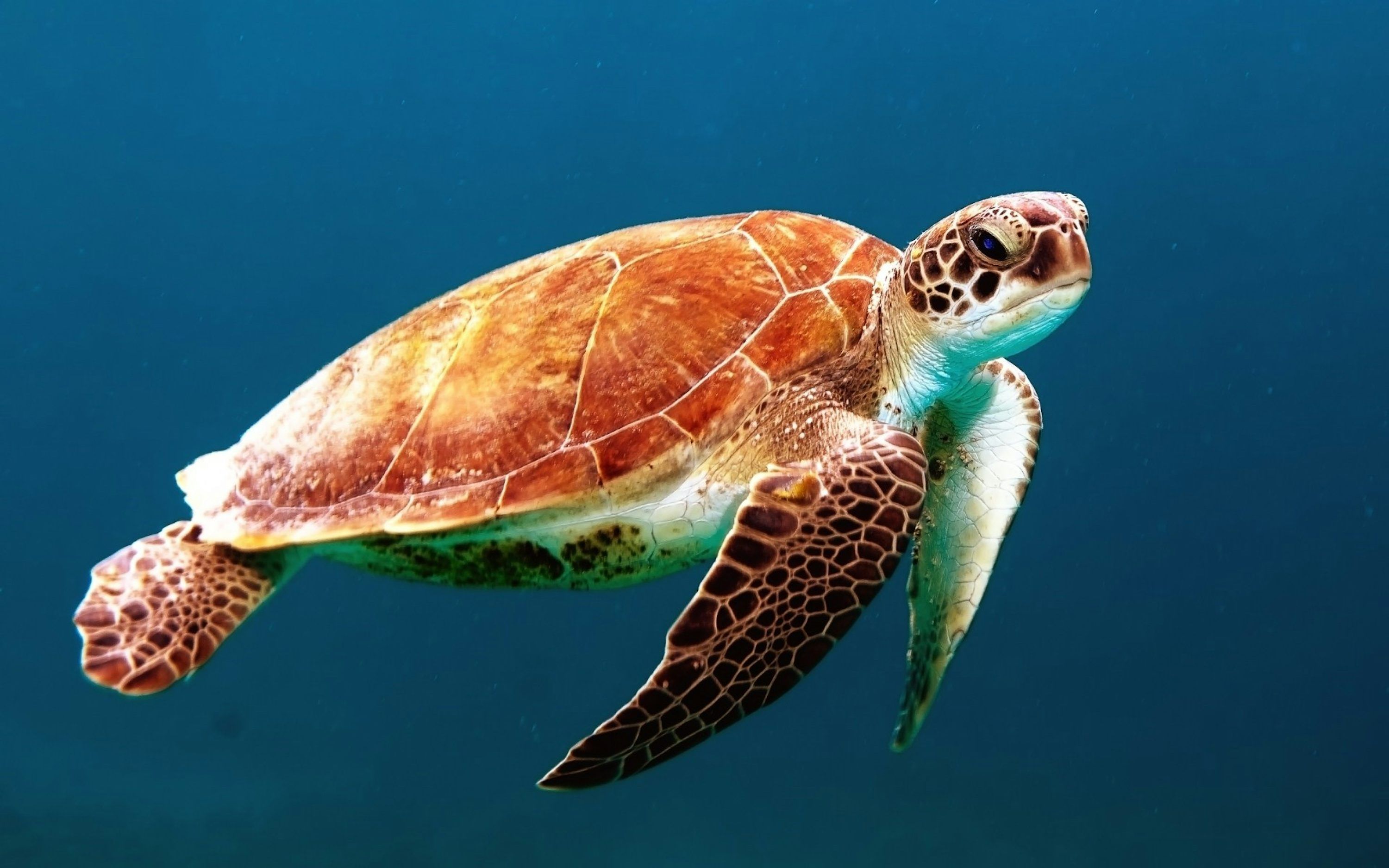 3000x1875 Sea Animal Picture. Download Free Image