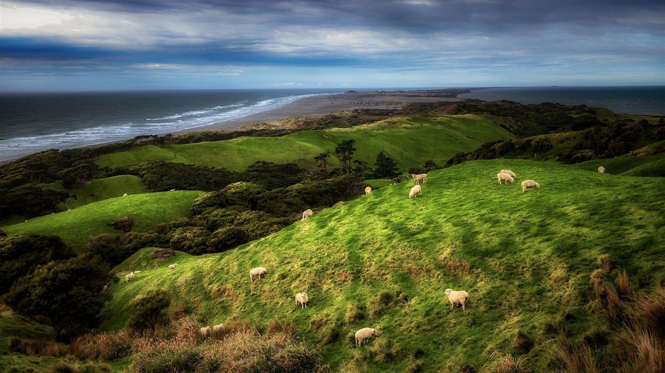 1366x768 Wallpaper New Zealand, coast, sheep, grass, clouds 1920x1200 Picture, Image