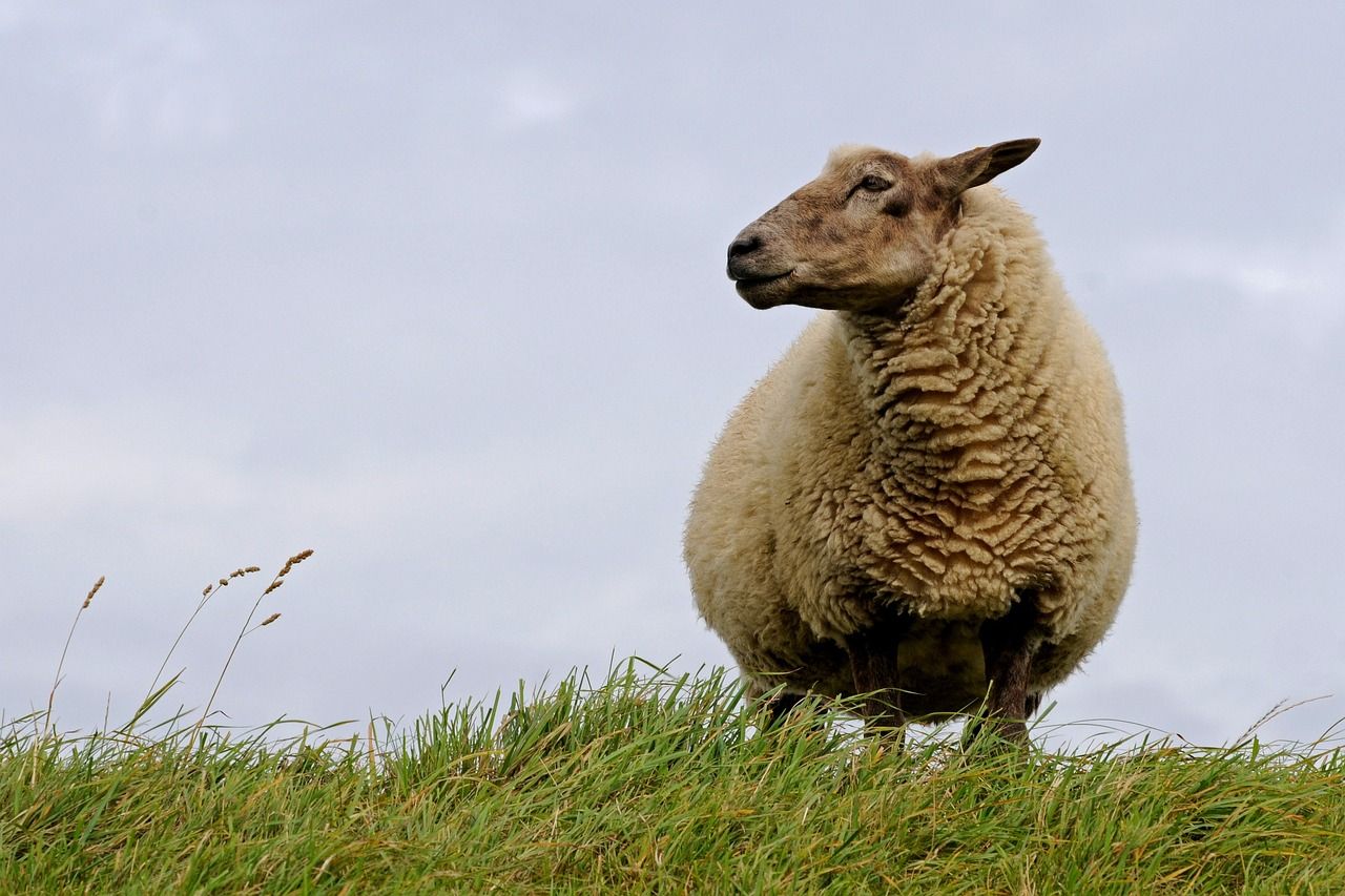 1280x853 Free Deichschaf & Sheep Image
