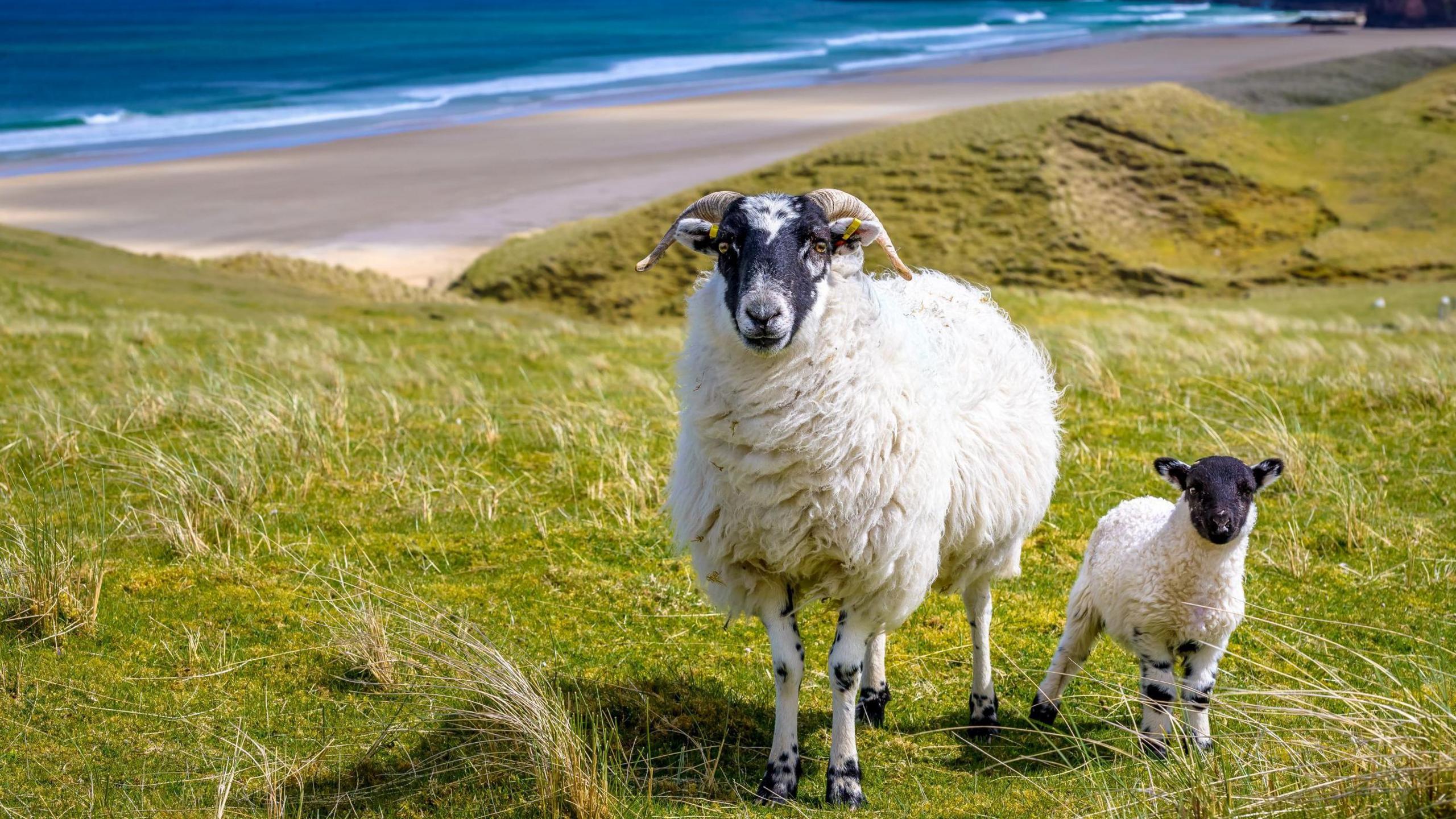 2560x1440 Modernised and simplified' crofting legislation approved