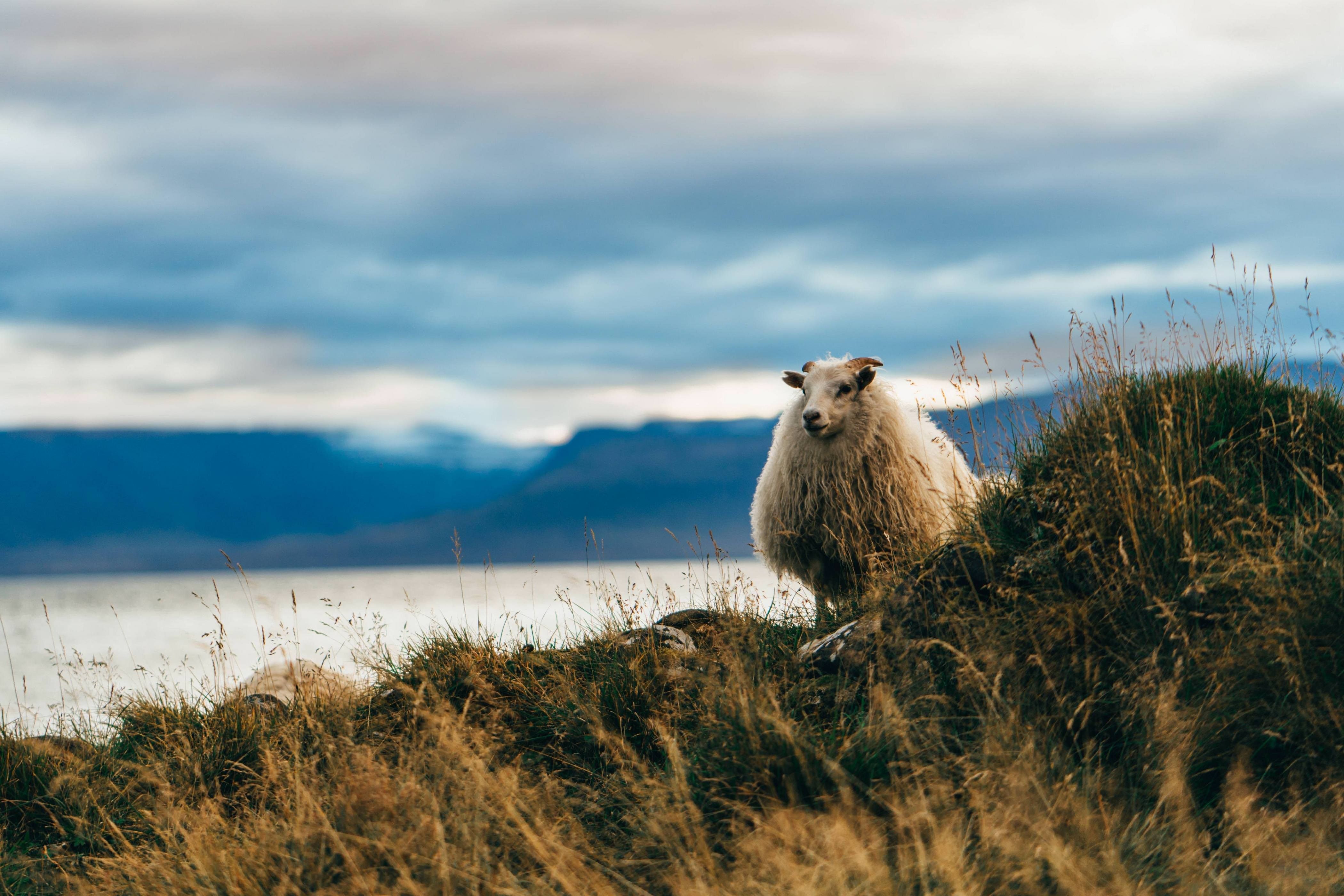 4200x2800 Sheep 4k Wallpaper