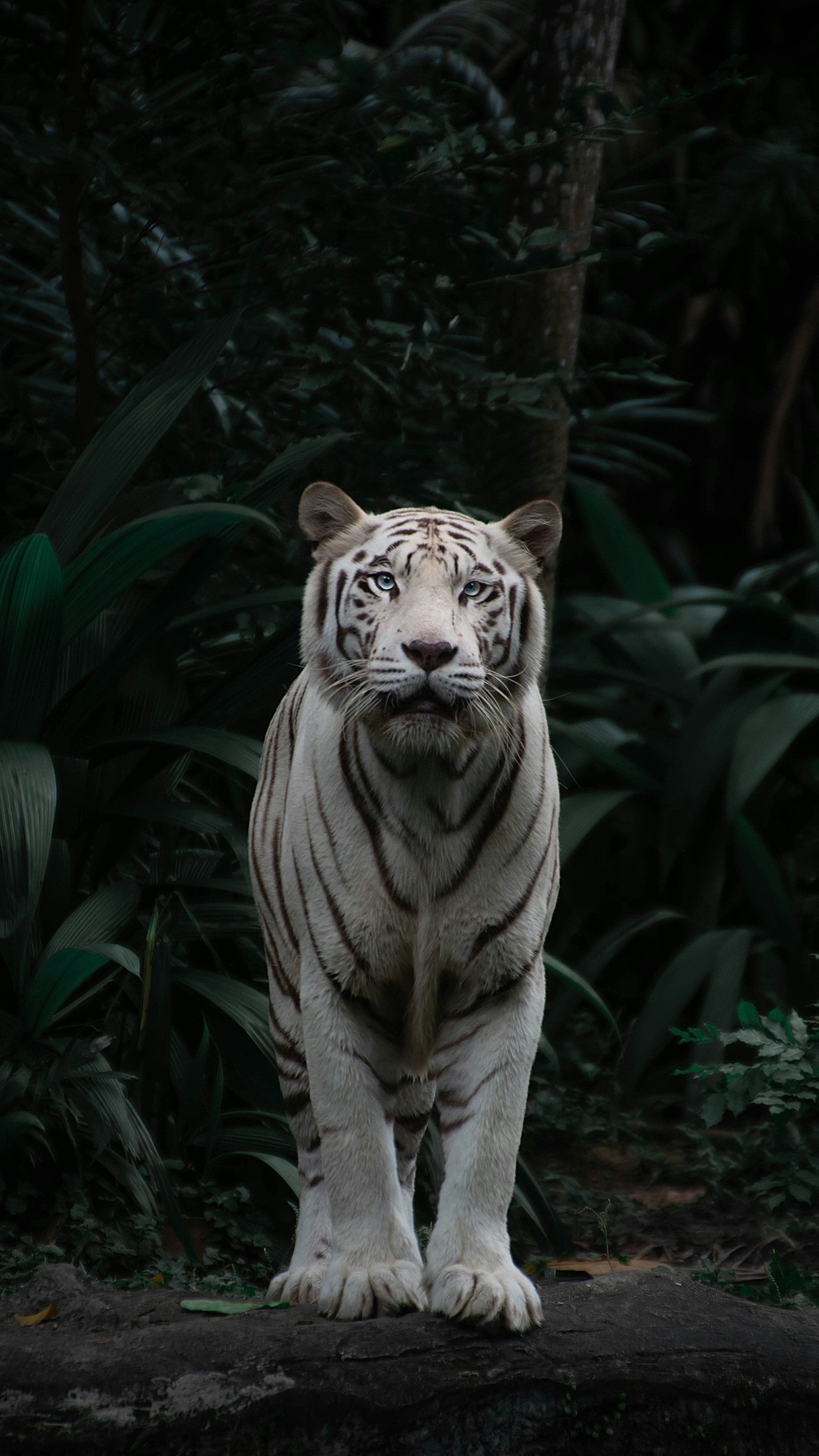 3000x5333 White tiger in tropical forest
