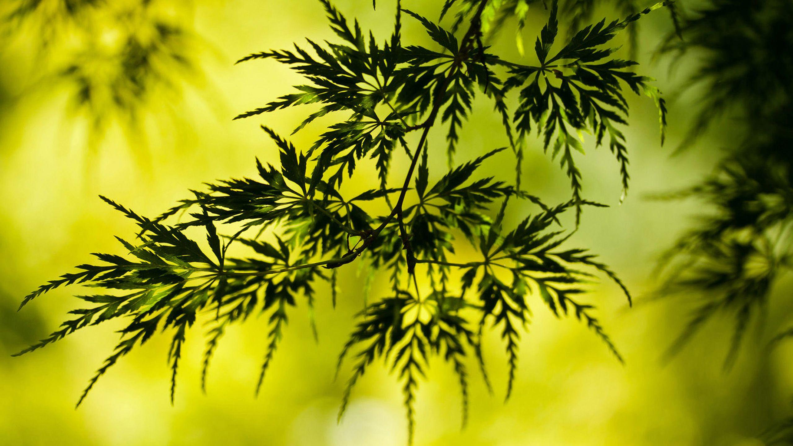 2560x1440 Hình nền có vẻ HD Tải xuống miễn phí Bàn màn hình rộng N Green Leaves