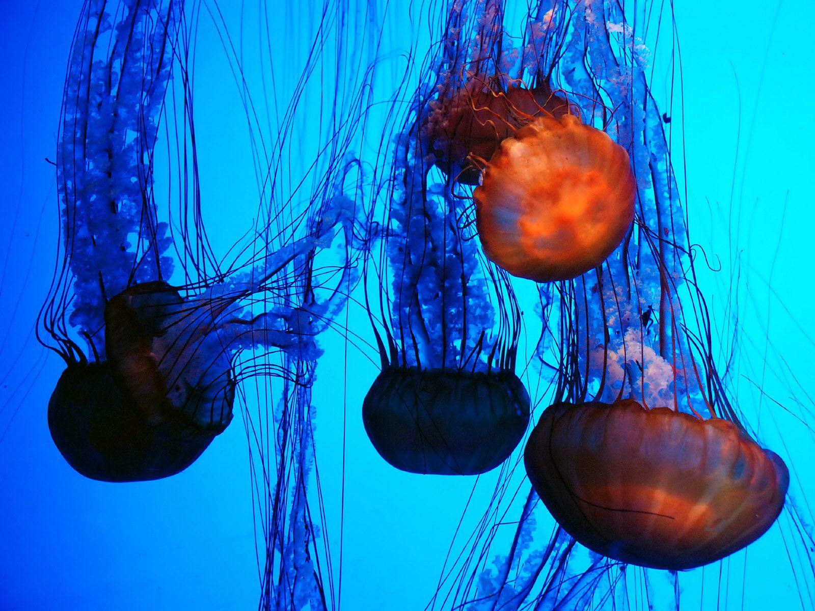 1600x1200 Jellyfish animals sea life ocean underwater color contrast seascape wallpaperx1200