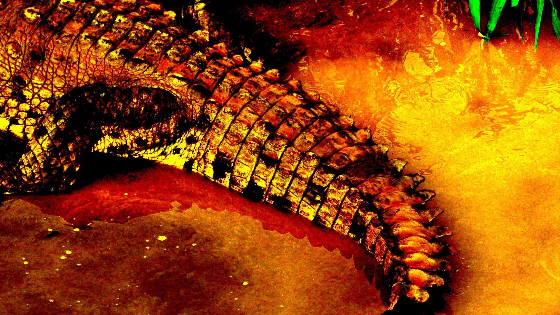 1920x1080 crocodiles reptiles color contrast 1920x1080 wallpaper High Quality Wallpaper, High Definition Wallpaper