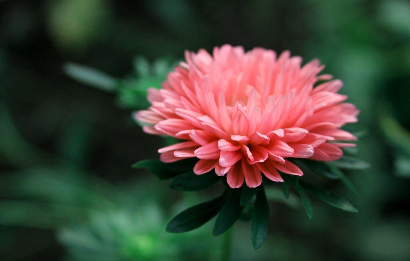 1332x850 Wallpaper greens, flower, macro, nature, plant, color, contrast image for desktop, section макро