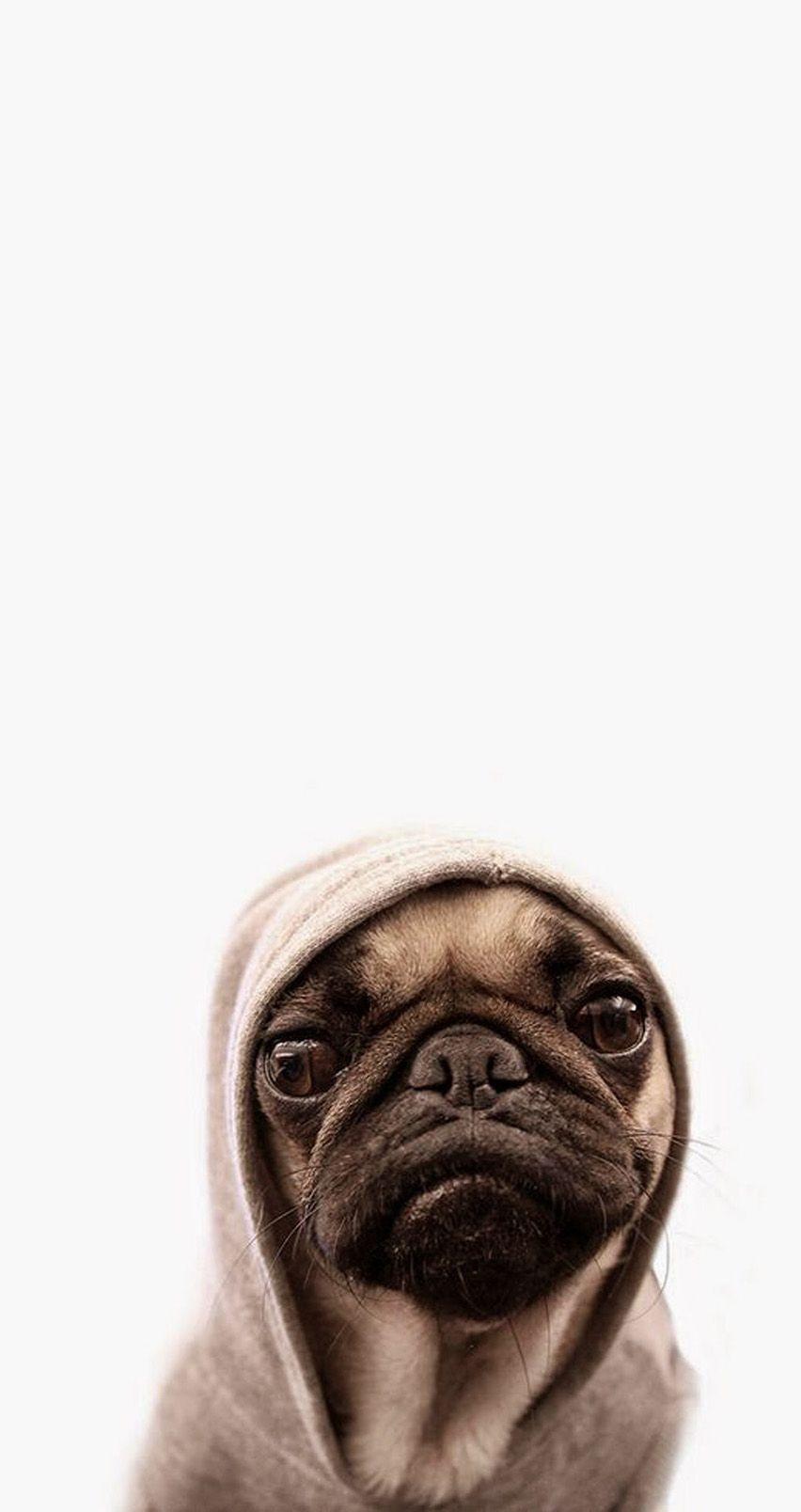 HD funny pug wallpapers  Peakpx