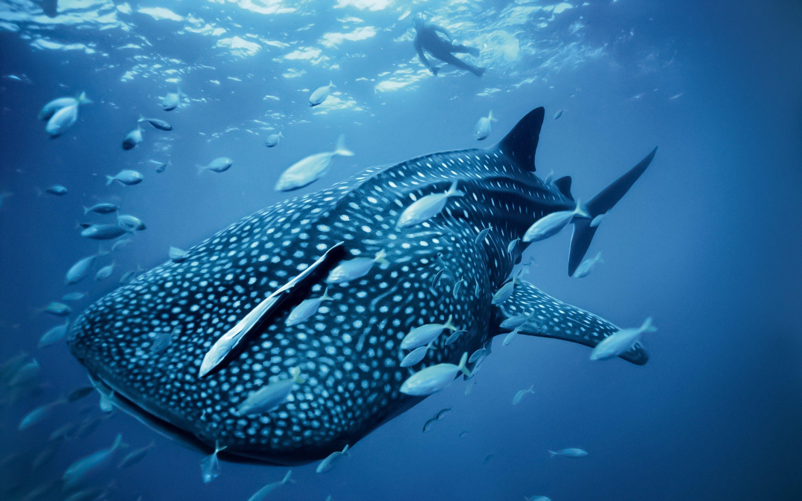 3200x2000 ocean nature diver fish national geographic whale 3200x2000 wallpaper High Quality Wallpaper, High Definition Wallpaper