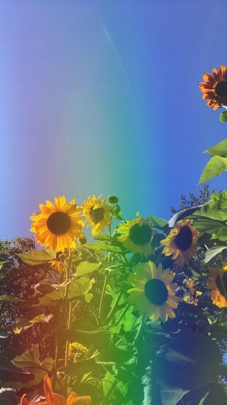 750x1334 It's subtle, but it's a rainbow
