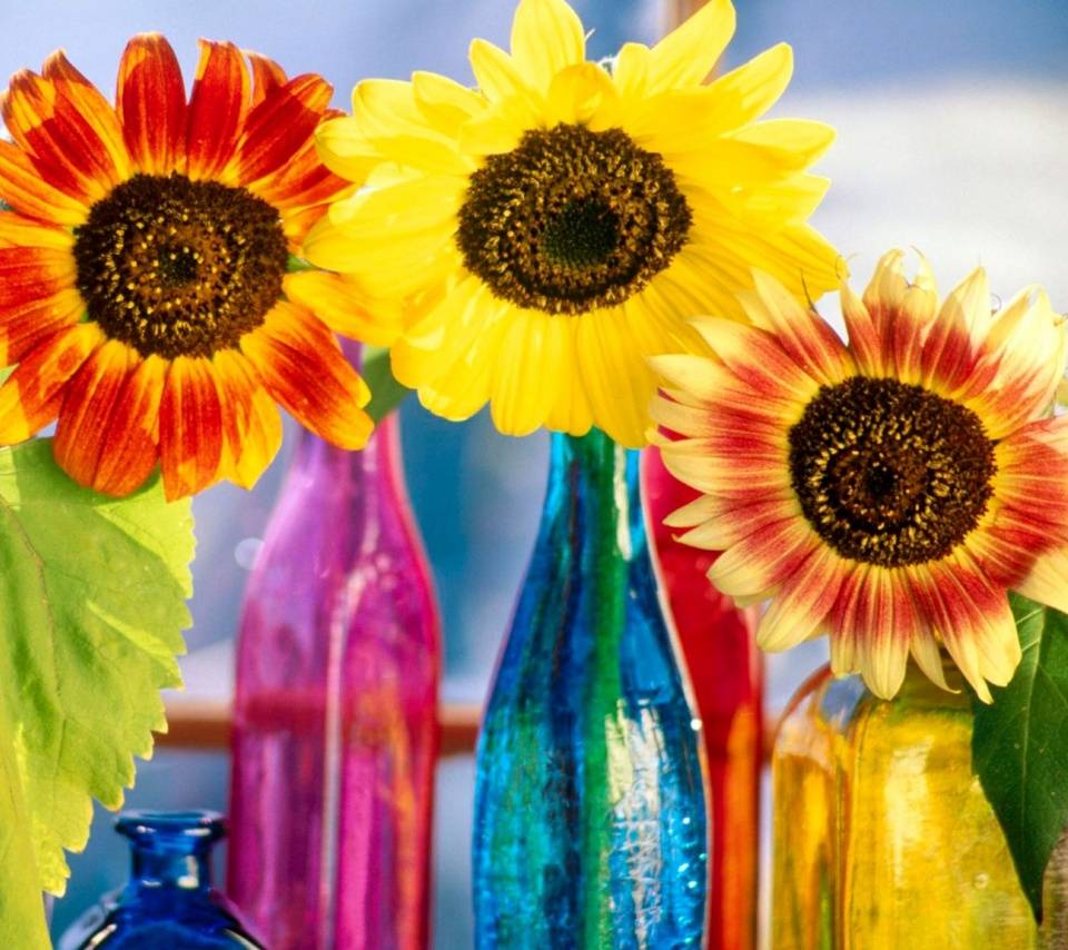 960x854 Rainbow Sunflowers wallpaper