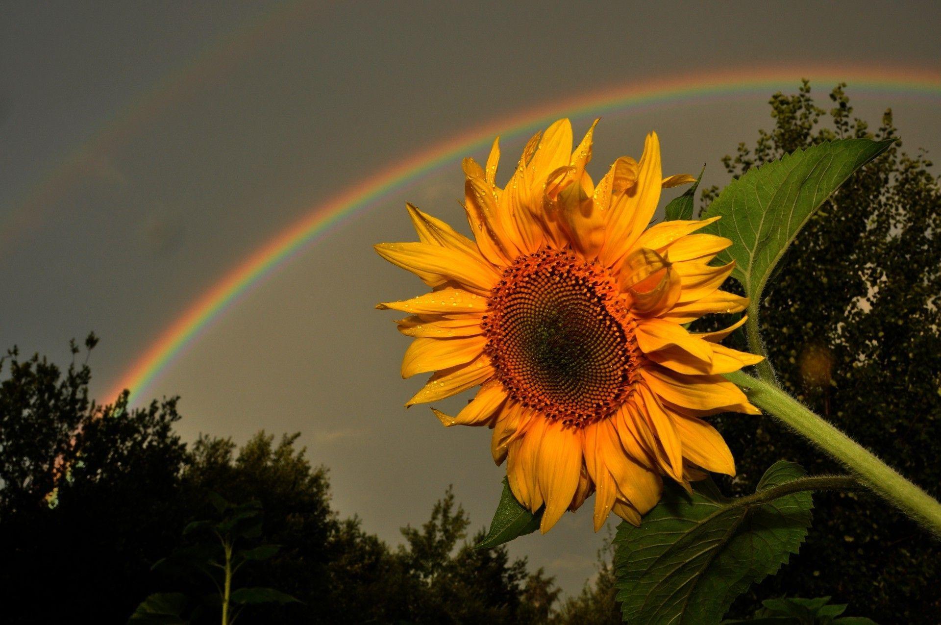 Rainbow Sunflower Wallpaper