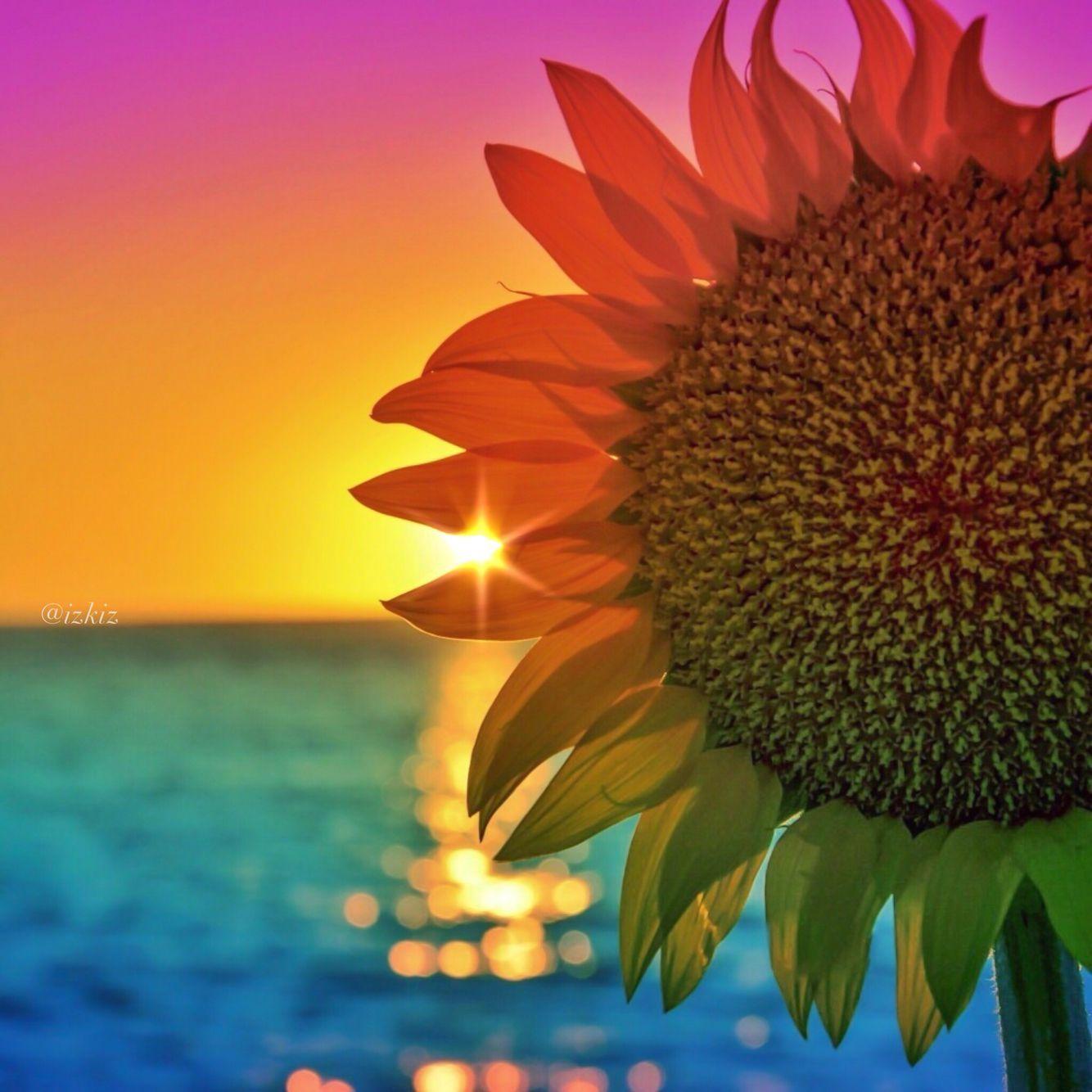 1334x1334 Edited with #DeluxeFX app #colorful #sunset #sunflower #izkiz #iphone. Sunflower picture, Sunflower wallpaper, Flower wallpaper