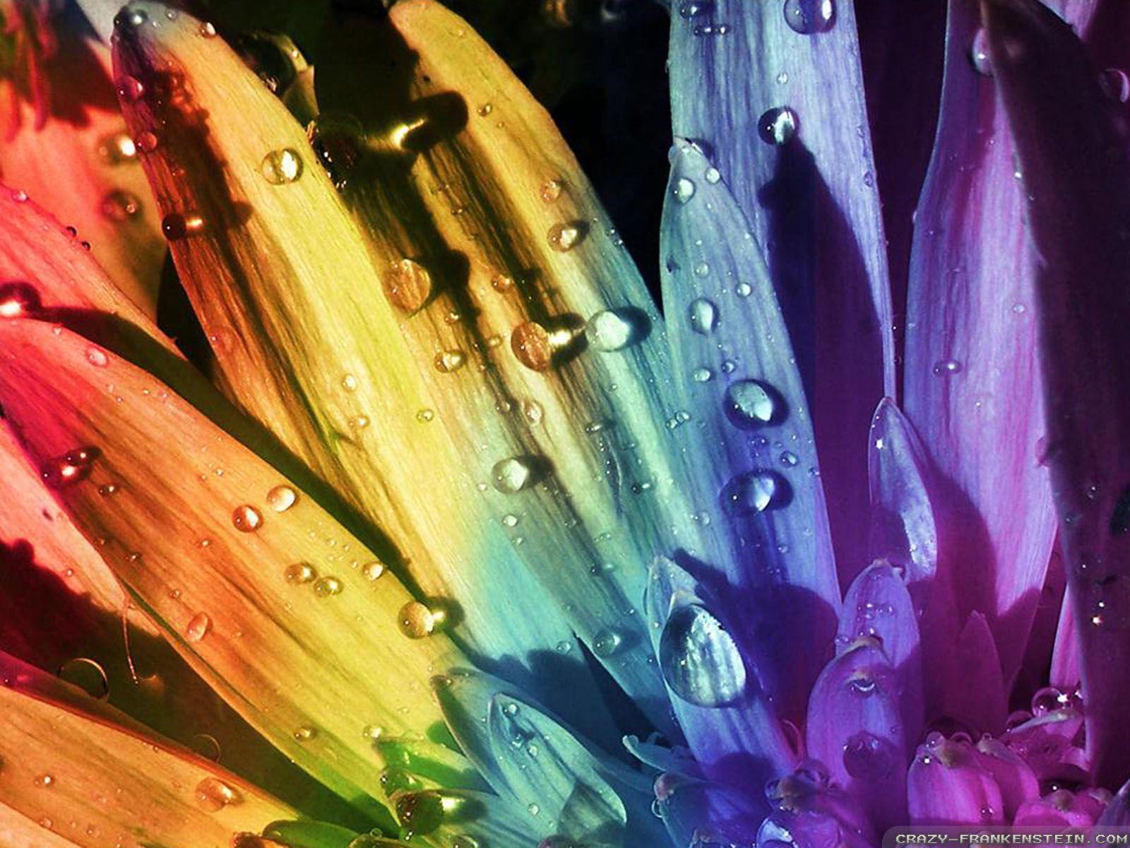 Rainbow Sunflower Wallpaper