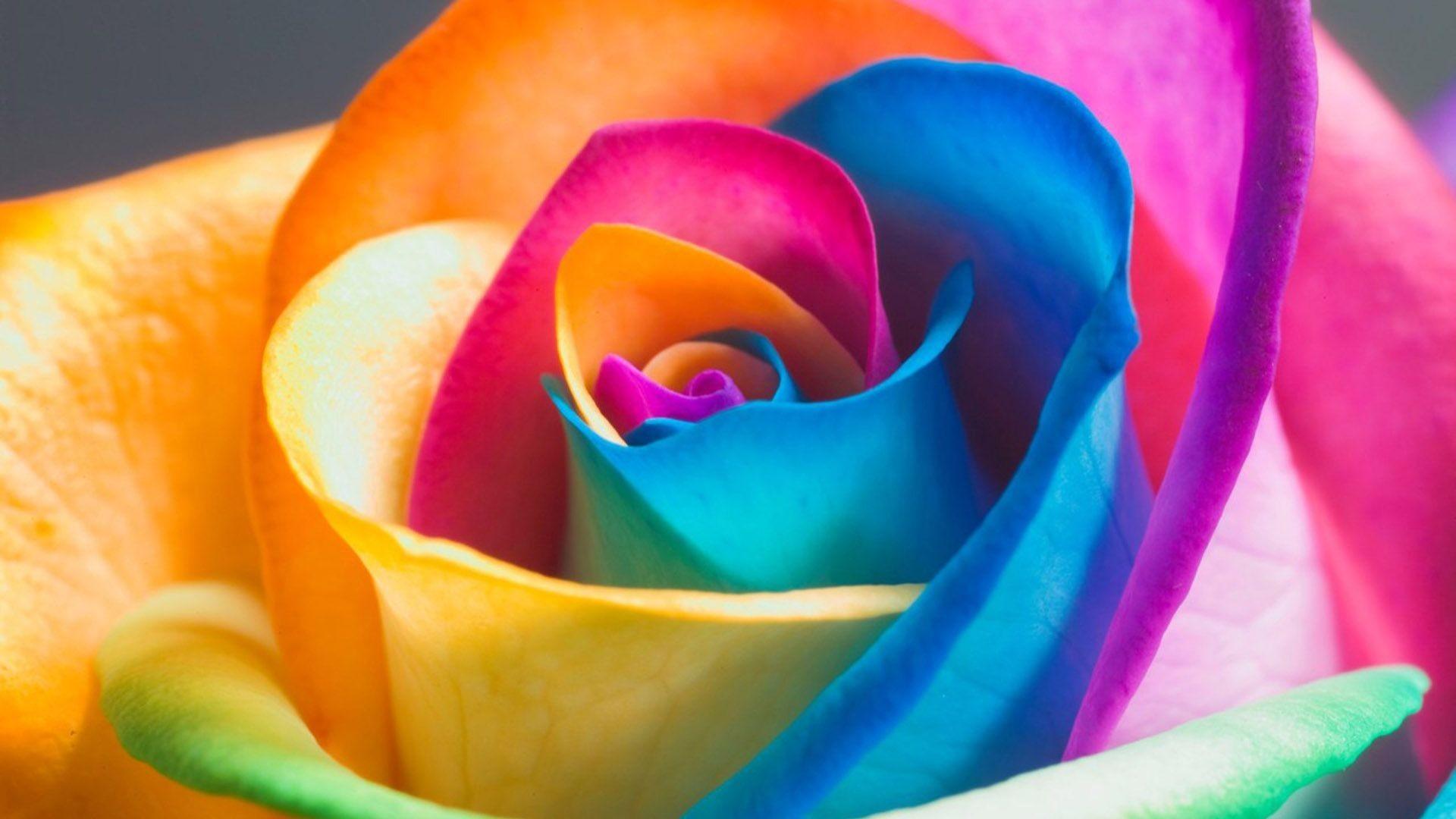 1920x1080 Download Rainbow Flowers Wallpaper, HD Background Download