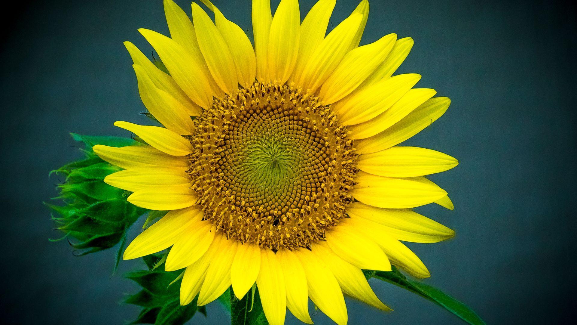 1920x1080 Sunflower Wallpaper