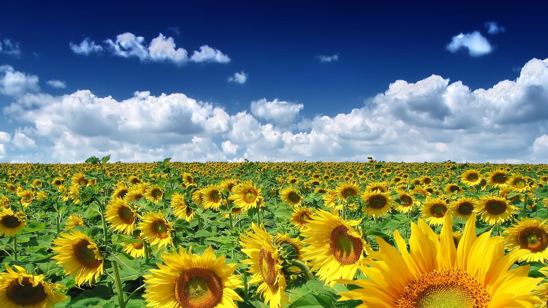 1920x1080 Free Spring Wallpaper Sunflowers HD wallpaper background