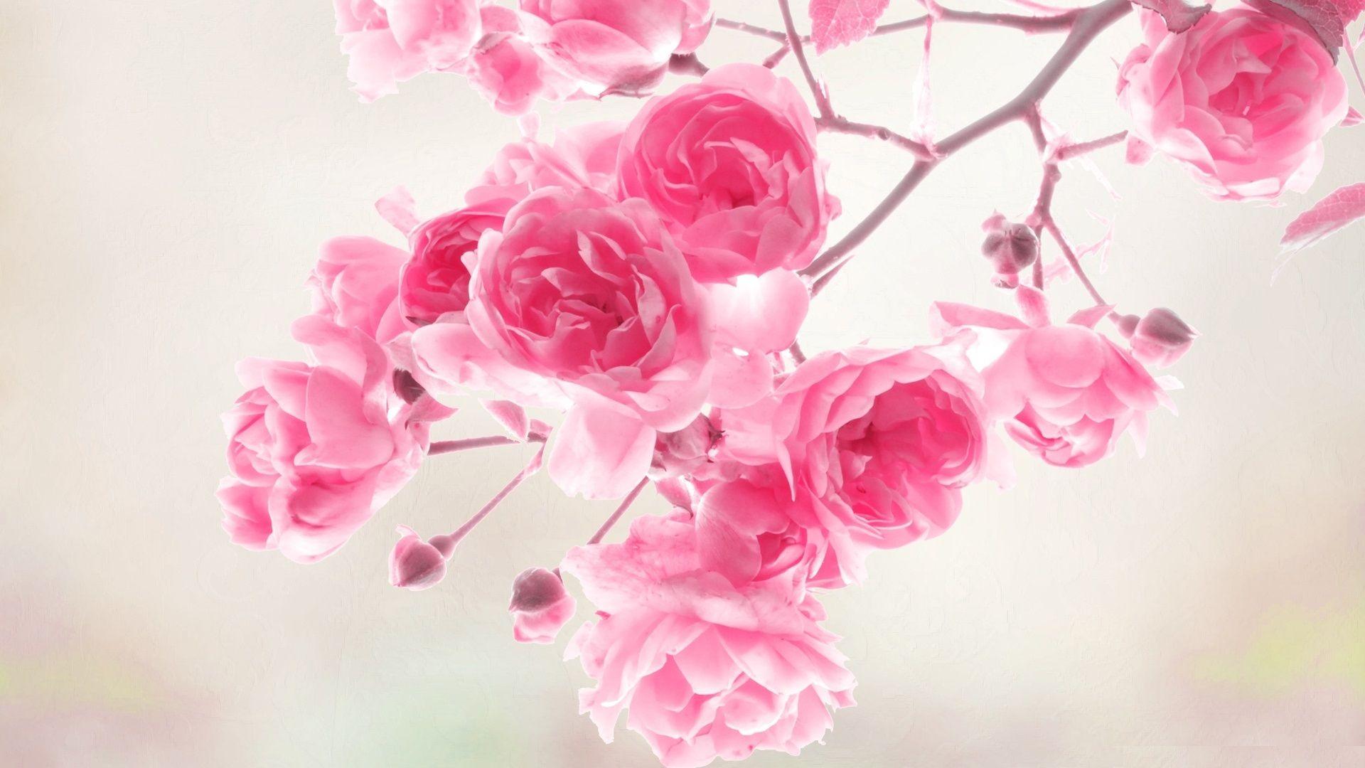 1920x1080 Free Download 25 Best Peach Flower HD Wallpaper 2015