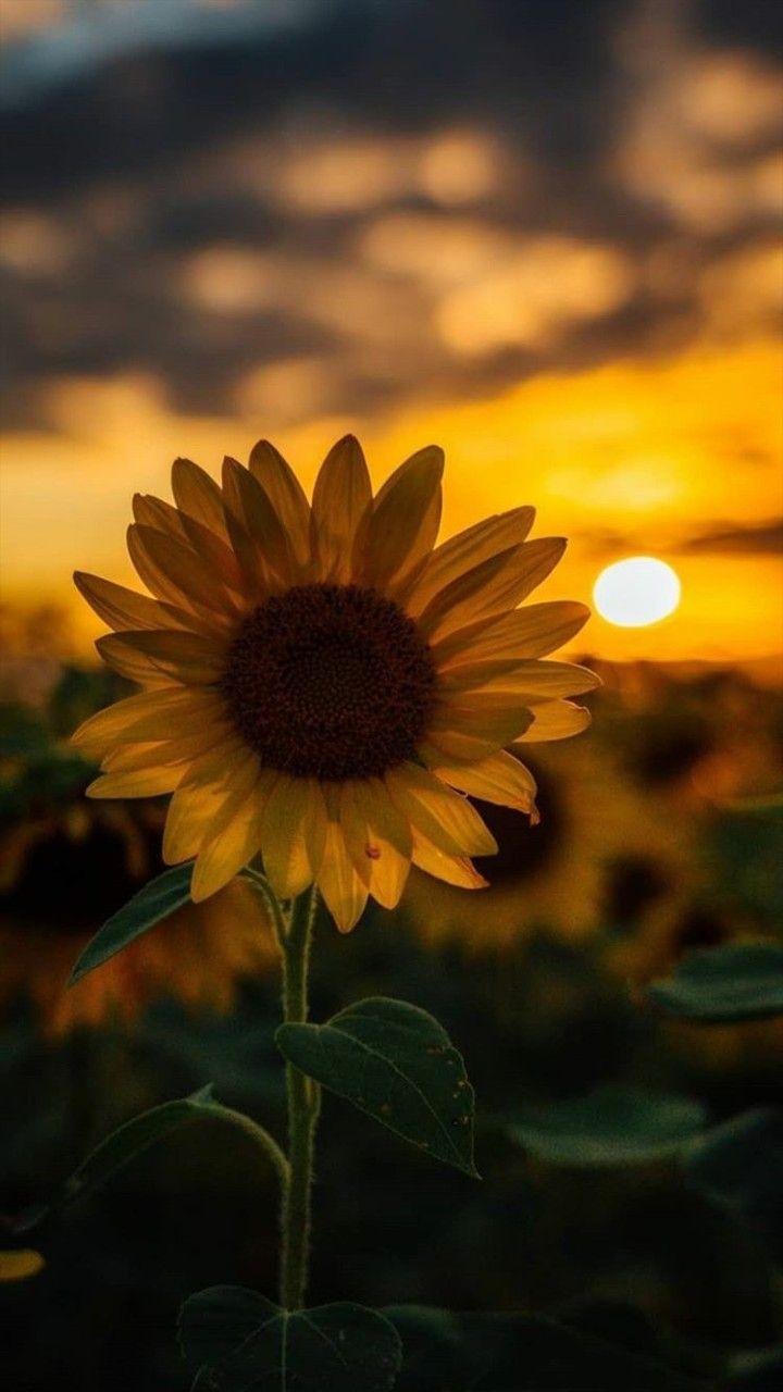 Rainbow Sunflower Wallpapers Top Free Rainbow Sunflower Backgrounds