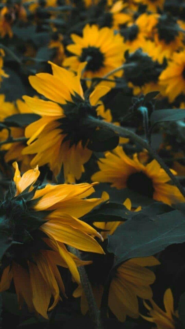 720x1280 wallpaper. Nature aesthetic, Rainbow aesthetic, Yellow aesthetic