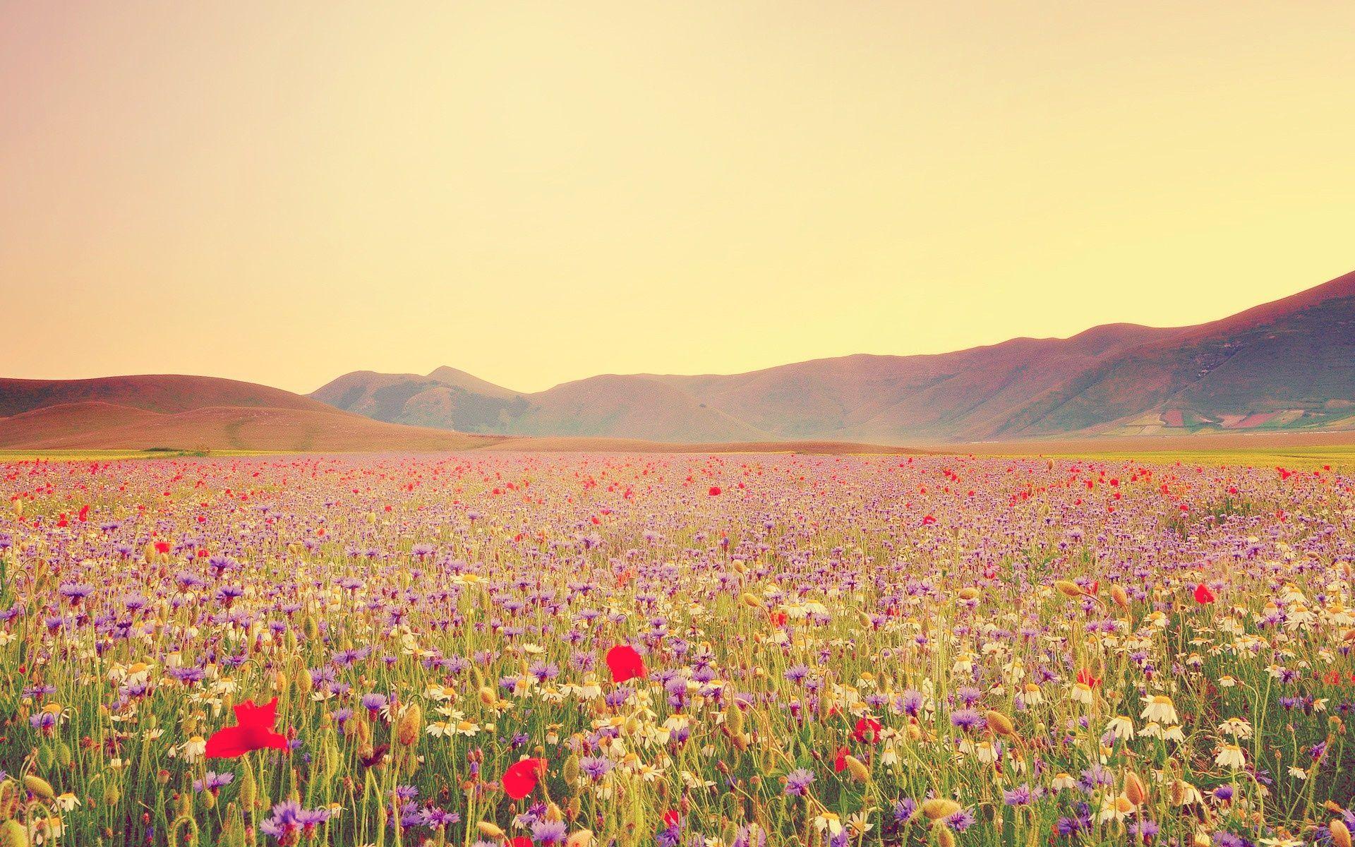 1920x1200 Wild Flowers Wallpaper