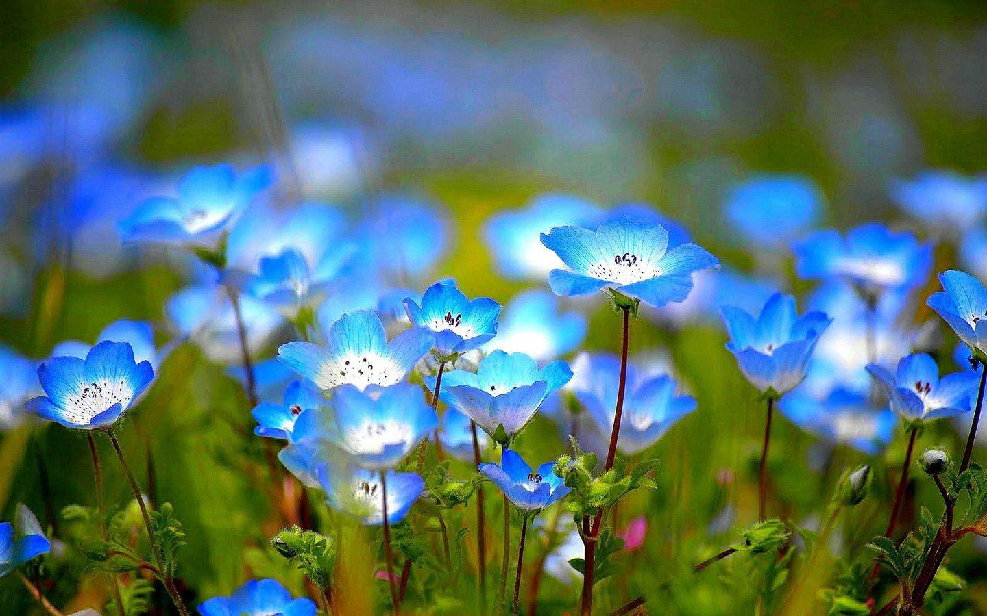 1440x900 Wildflower Wallpaper Desktop