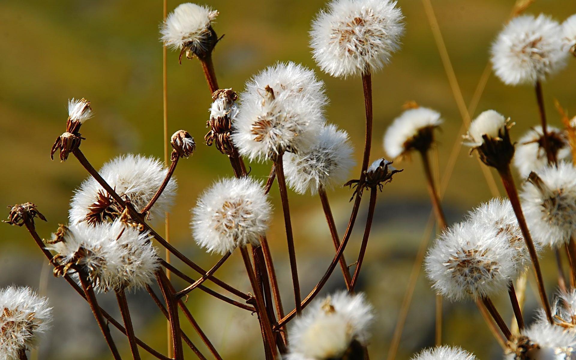 1920x1200 wildflower nature background Desktop Wallpaperk HD