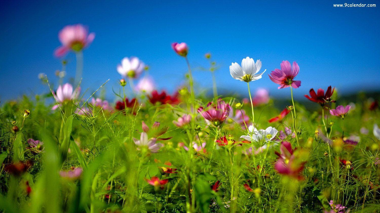 1500x844 Wild Flowers Wallpaper