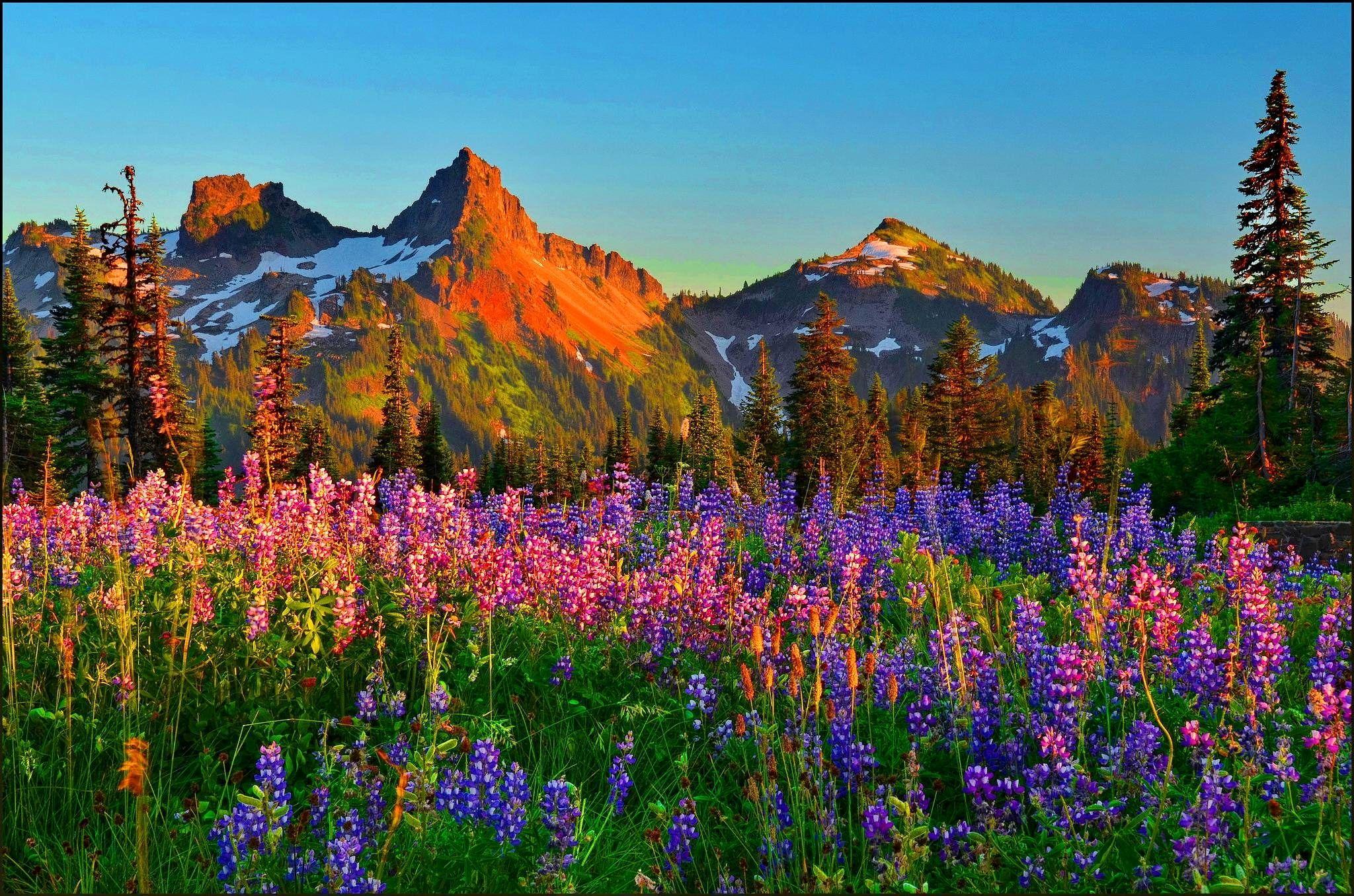 2048x1356 Wildflowers Wallpaper Best Of Wildflower Wallpaper Of the Day of The Hudson
