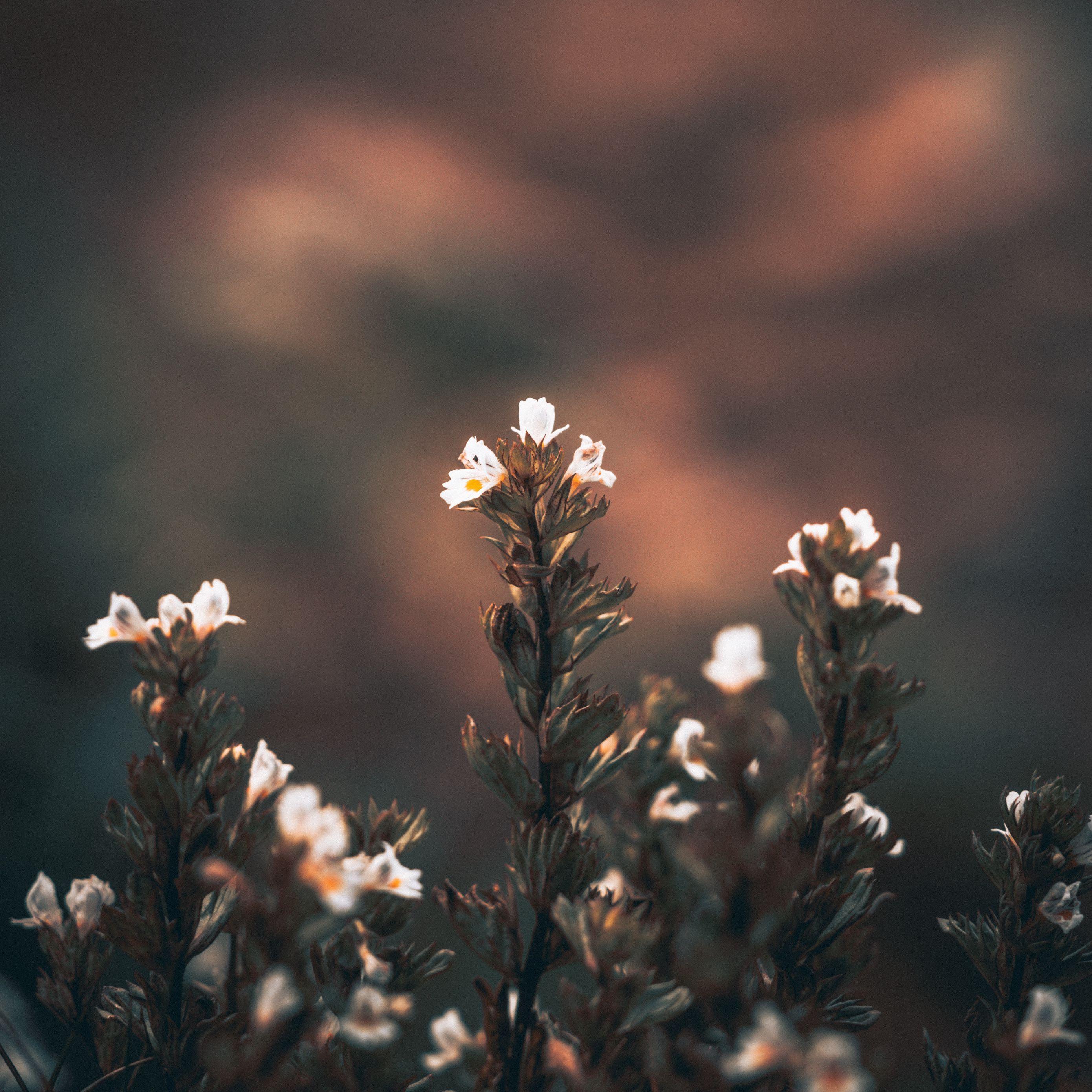 2780x2780 Download wallpaper 2780x2780 flowers, wild flowers, blur ipad air, ipad air ipad ipad ipad mini ipad mini ipad mini ipad pro 9.7 for parallax HD background