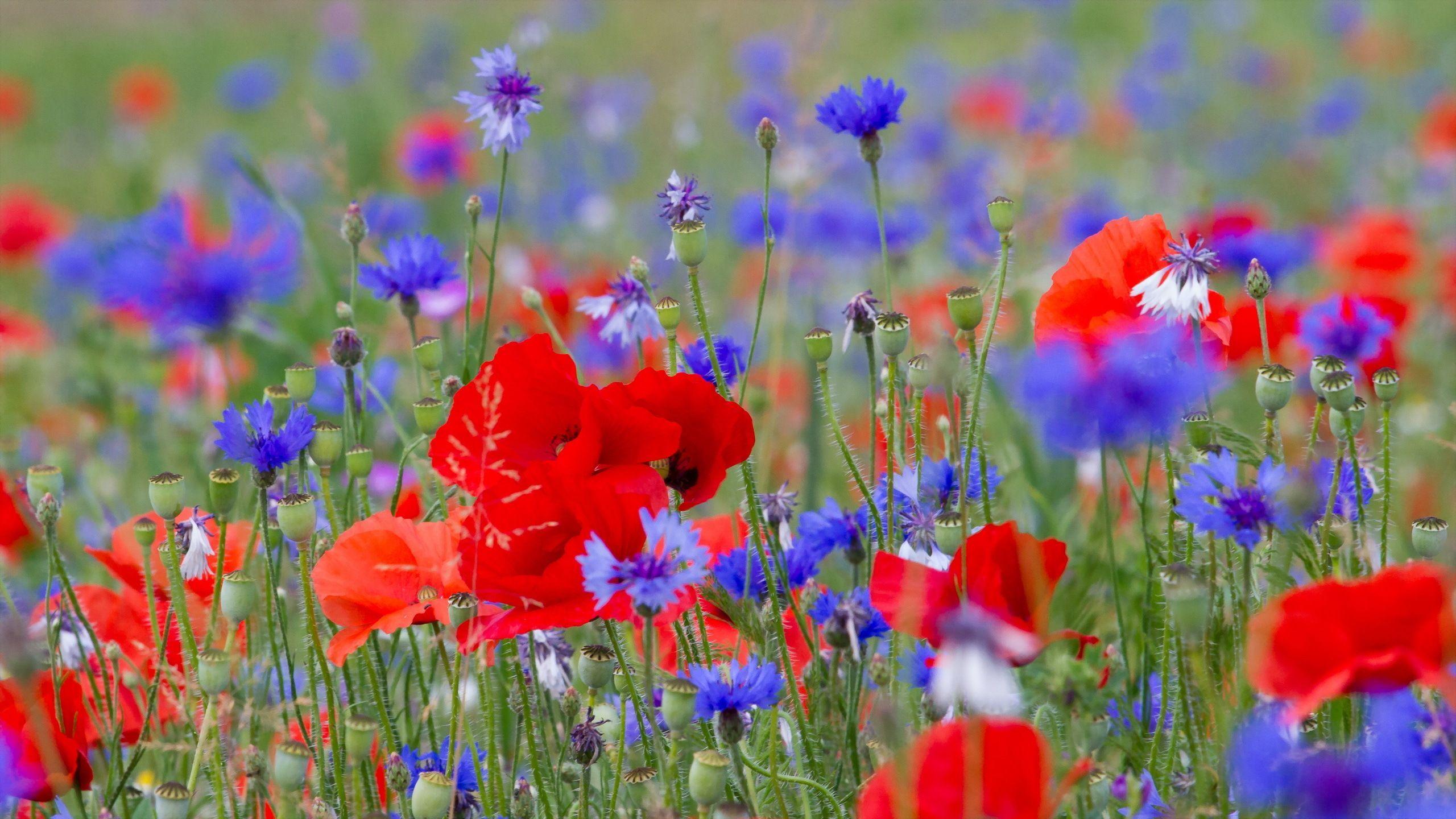 2560x1440 Wild Flowers Desktop Background wallpaper HD free. Flowers, Flower wallpaper, Flower landscape