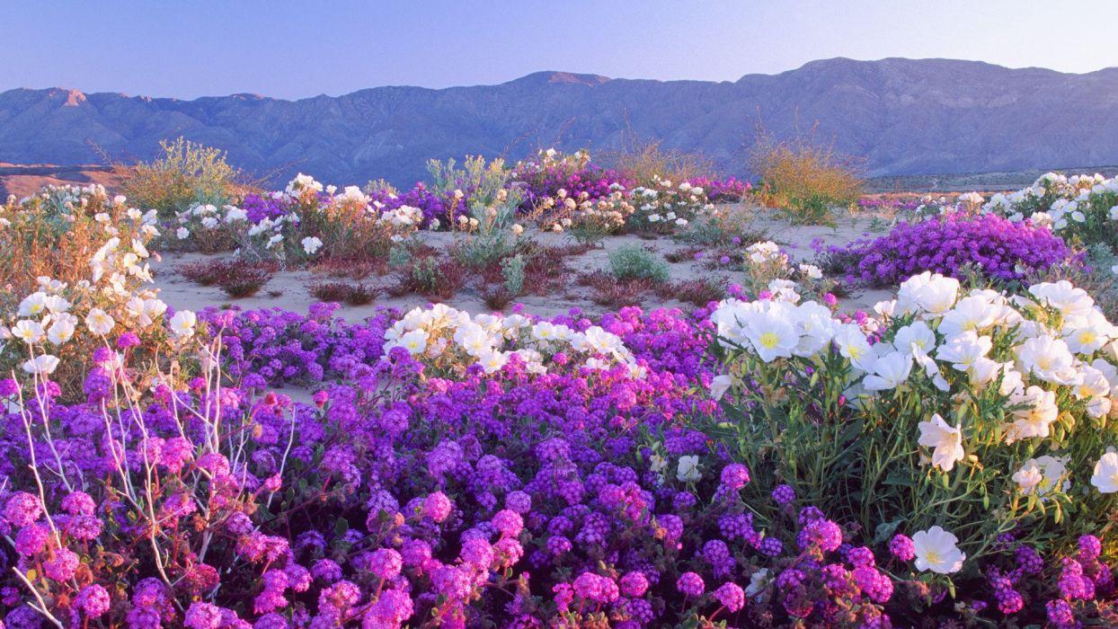 1244x700 Desert Wildflowers Flower Hd Wallpaper 1920x1080 10791 Wallpaperx1080