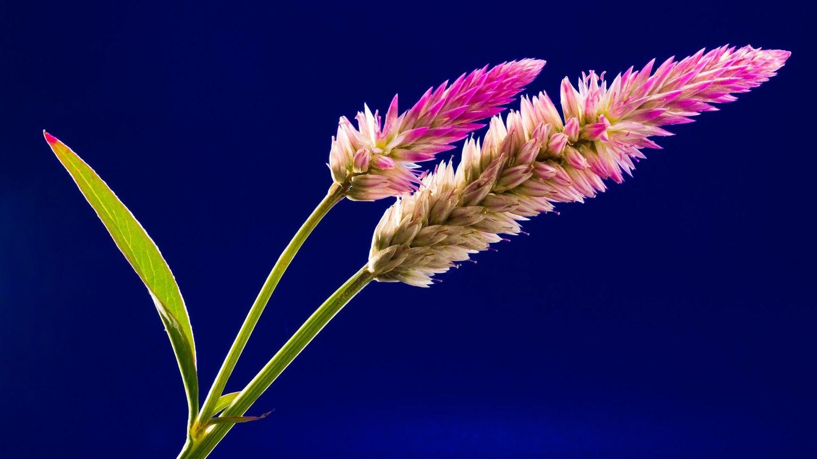 1600x900 Wild Flower Wallpaper